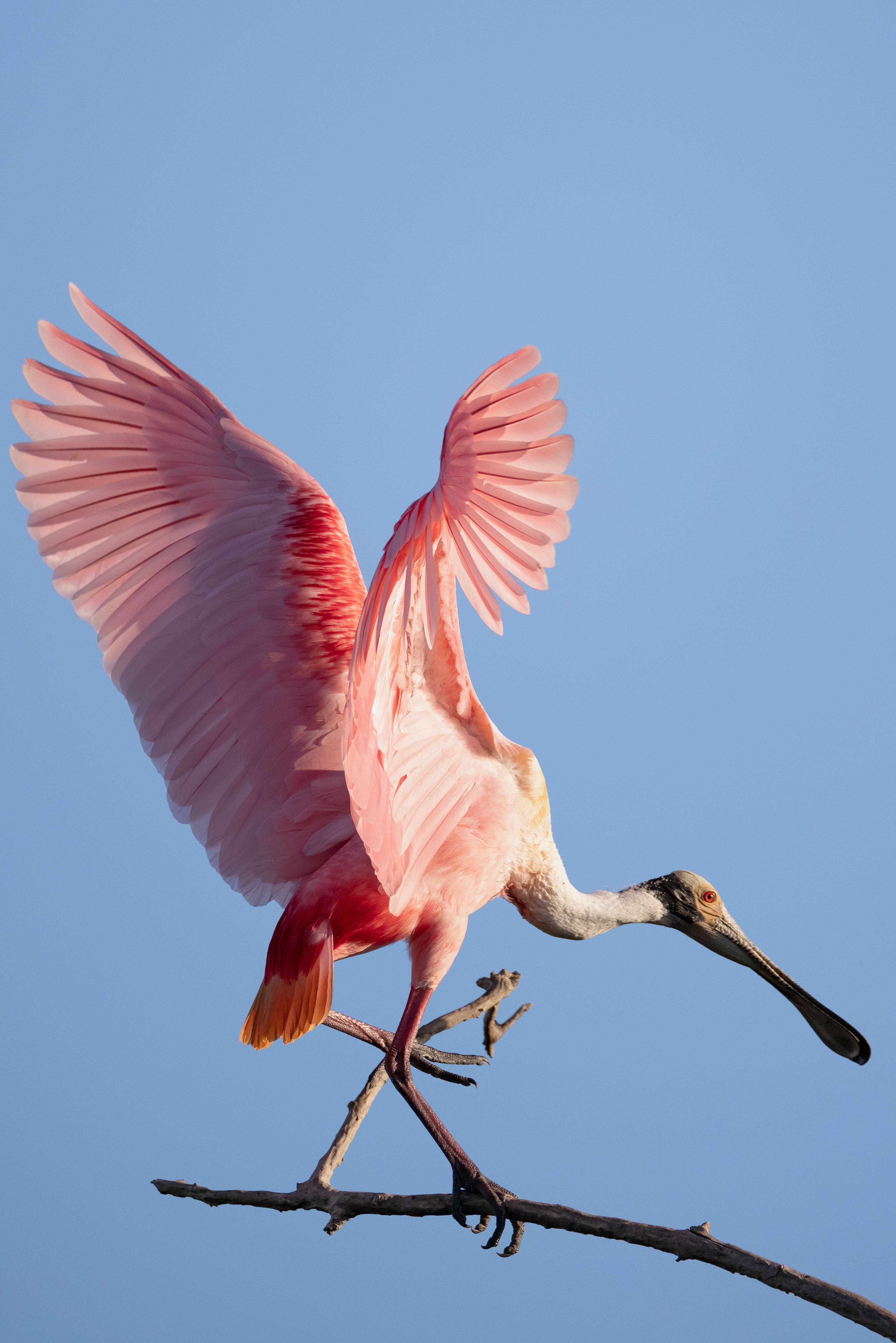 Rosalöffler mit ausgebreiteten Flügeln auf einem Ast vor blauem Himmel.