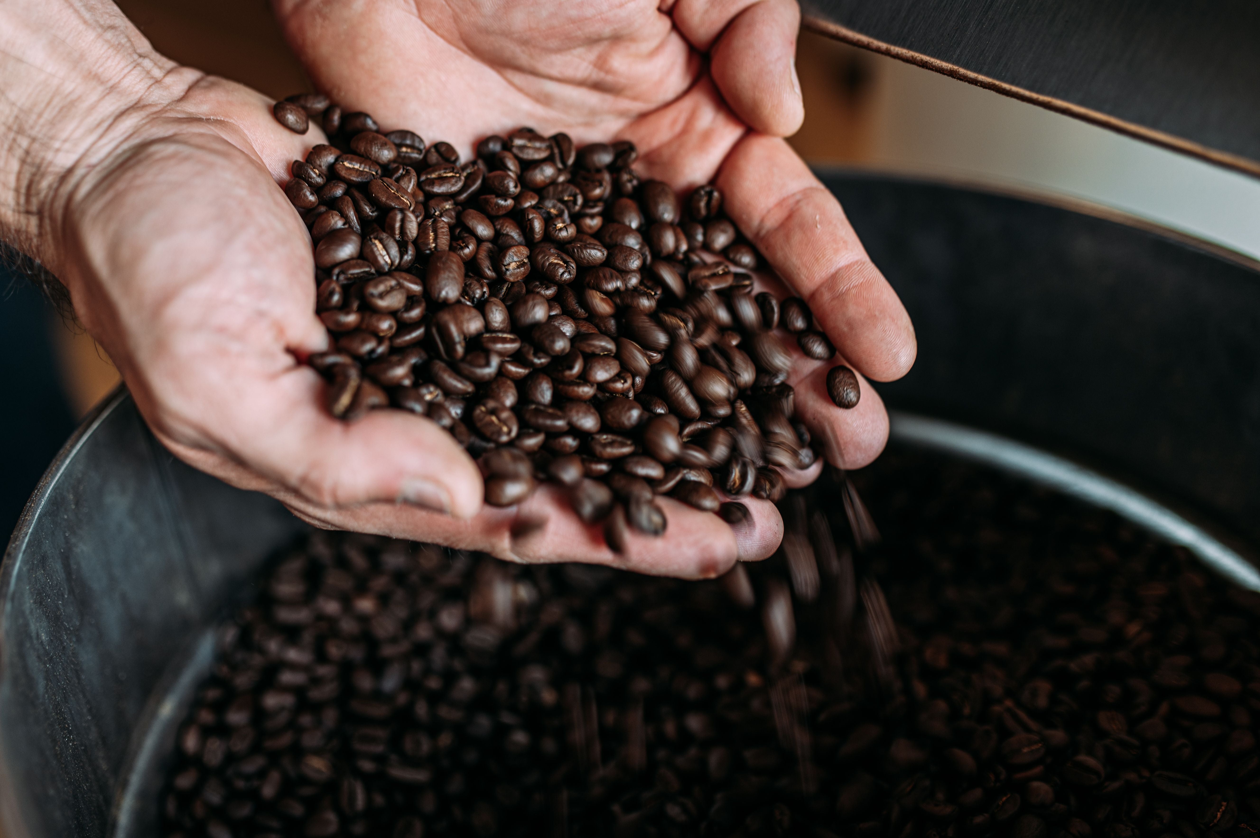 Geröstete Kaffeebohnen werden von einer Hand über einem Behälter begutachtet.