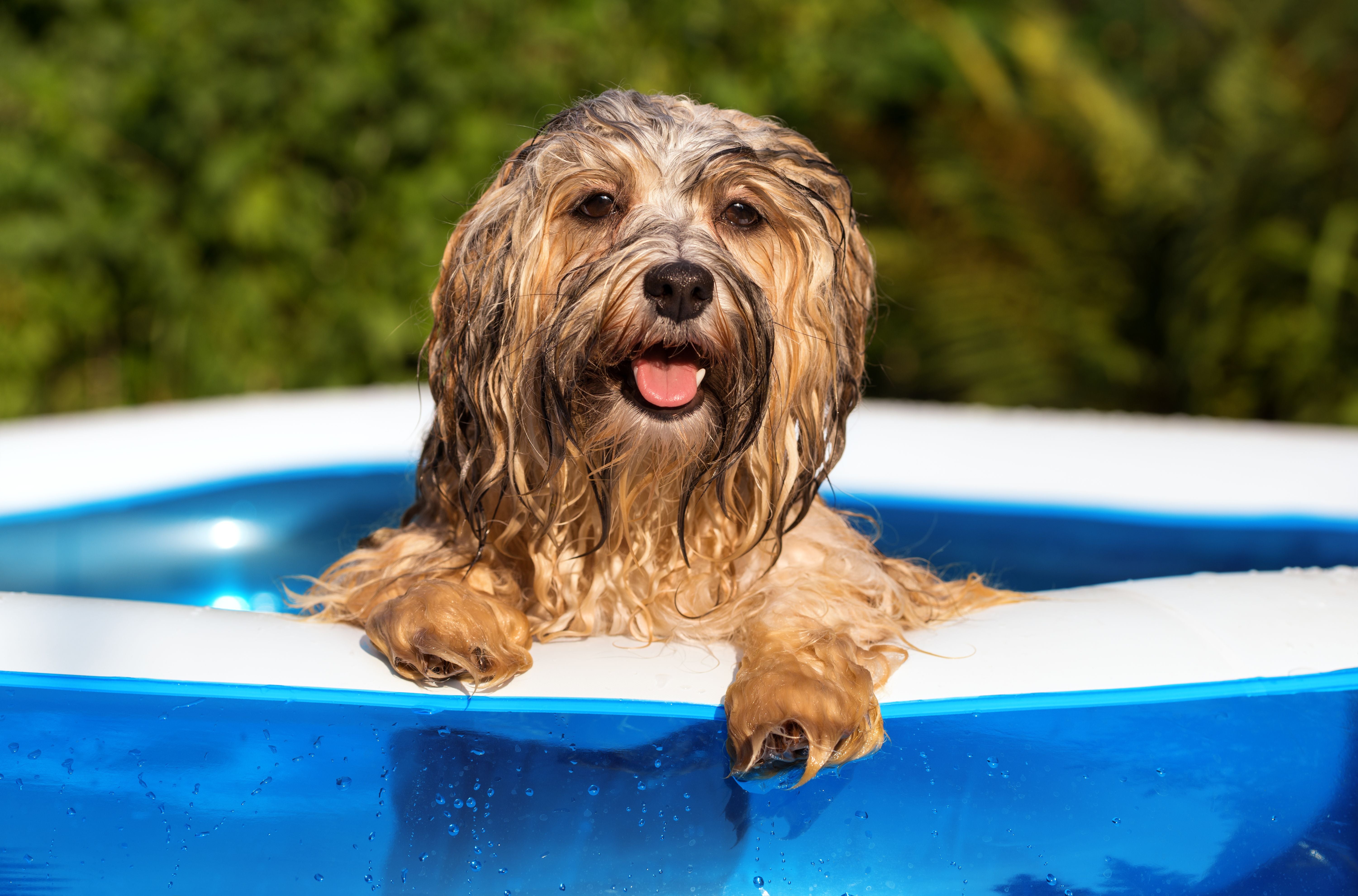 Nasser, fröhlicher Havaneser lehnt am Rand eines aufblasbaren Pools an einem Sommertag.