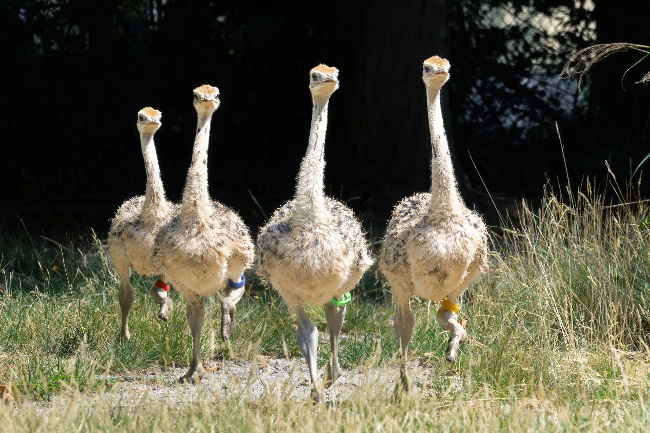 Vier Straußenküken laufen nebeneinander über eine Wiese in Schönbrunn.