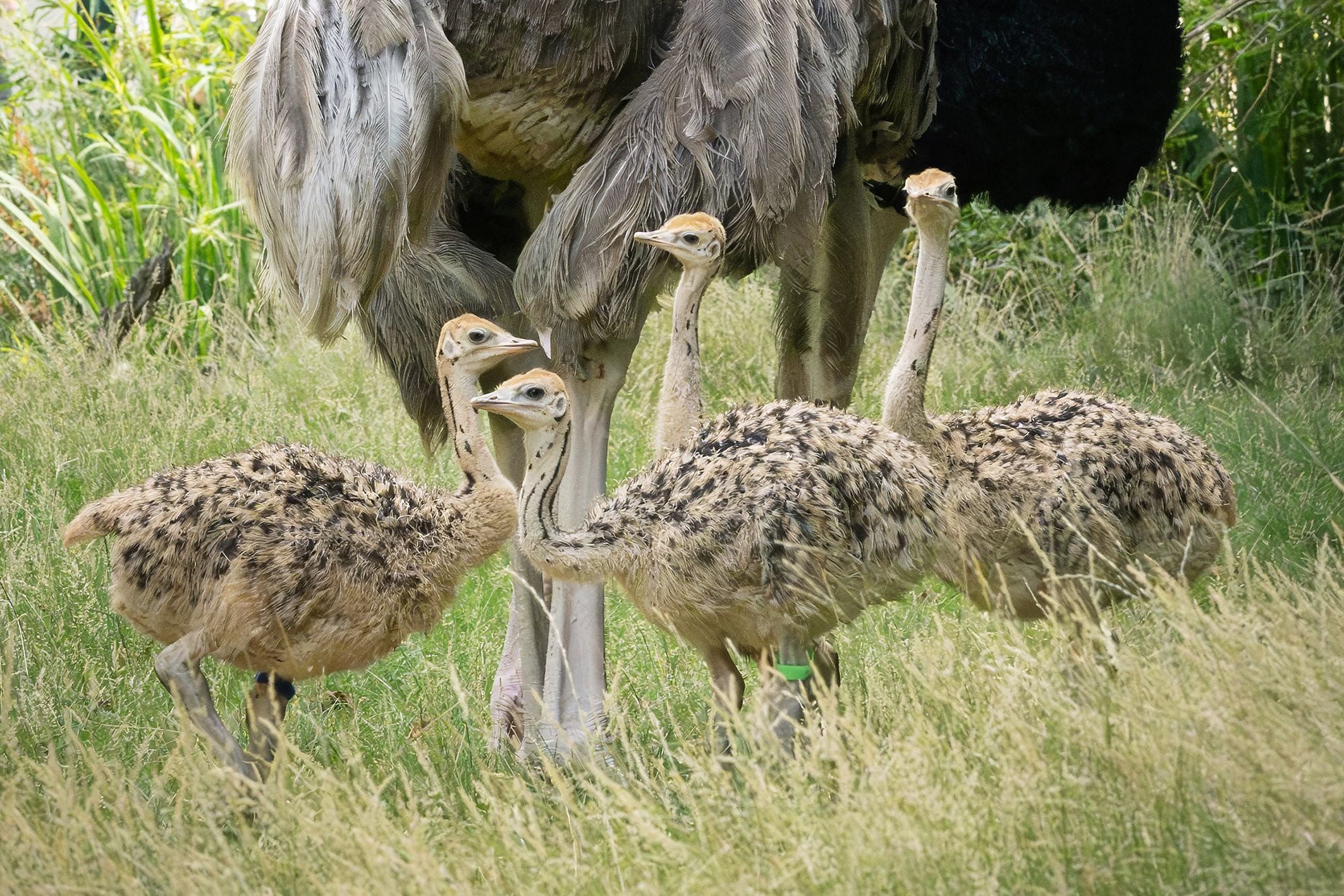 Vier Straußenküken stehen im Gras neben einem erwachsenen Strauß im Tiergarten Schönbrunn.