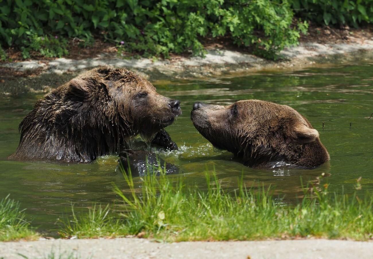 Zwei Braunbären stehen sich in einem Teich im Grünen gegenüber.