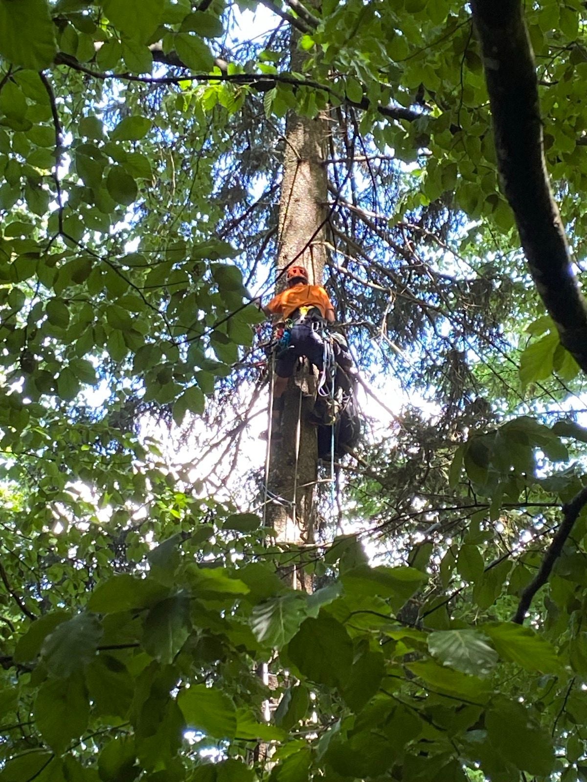 Eine Person mit Ausrüstung sitzt in großer Höhe an einem Baum im dichten Wald.