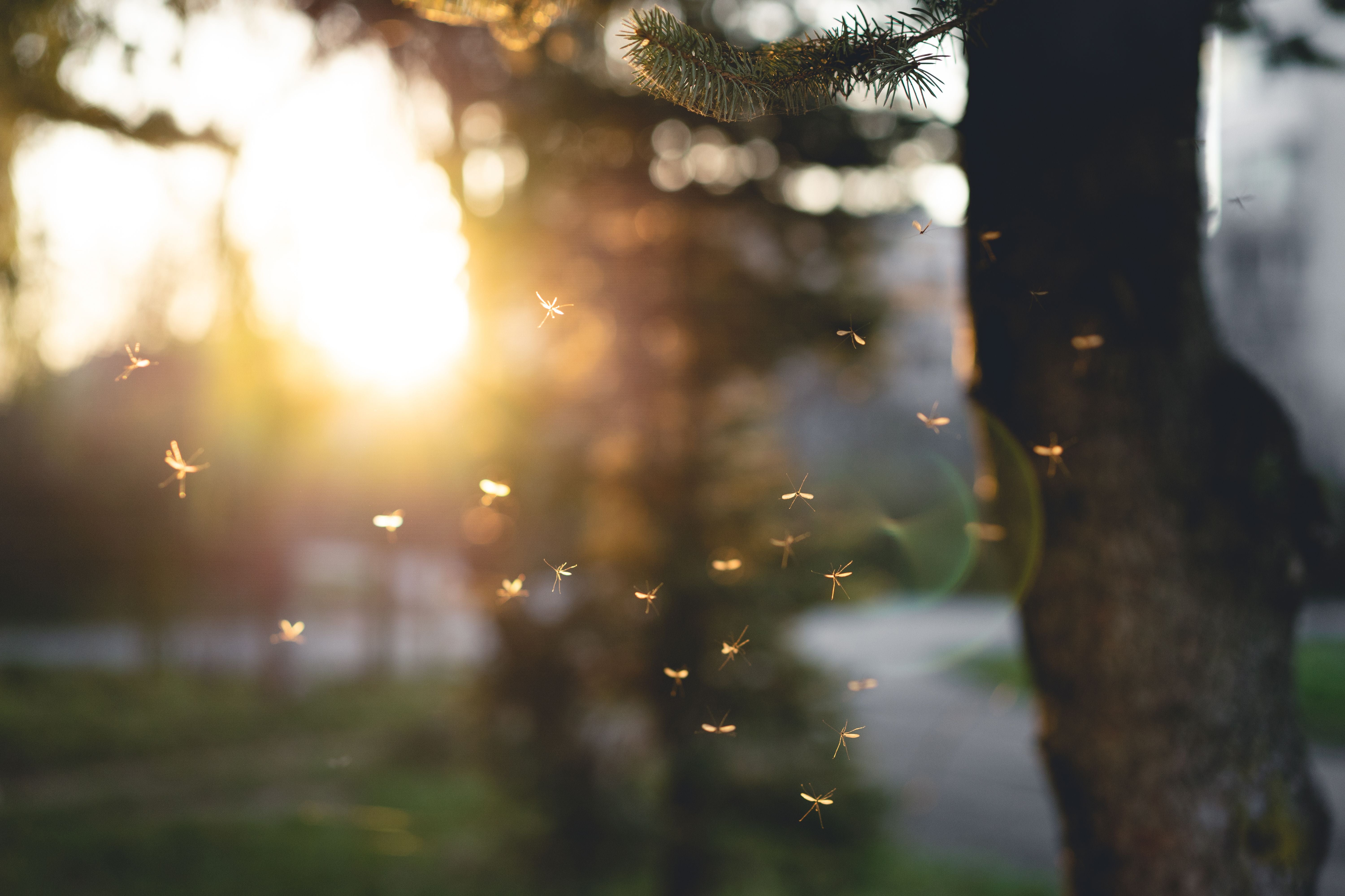 Viele Mücken fliegen bei Sonnenuntergang in der Nähe eines Baumes.