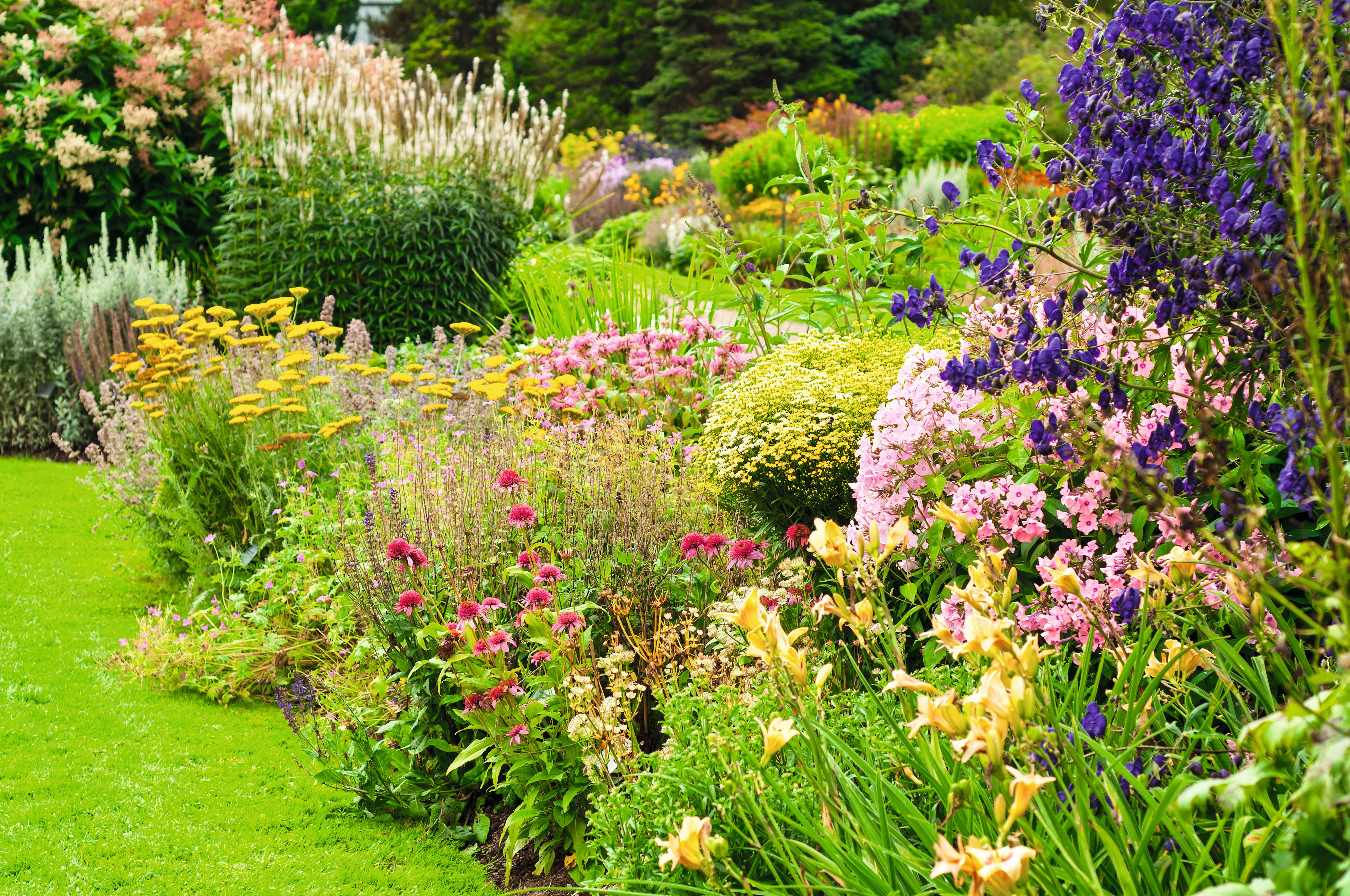 Blumenbeet mit bunten, blühenden Stauden und grünen Pflanzen im Garten.