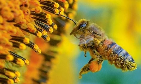 Nahaufnahme einer Biene, die Blütenstaub auf einer gelben Blume sammelt.