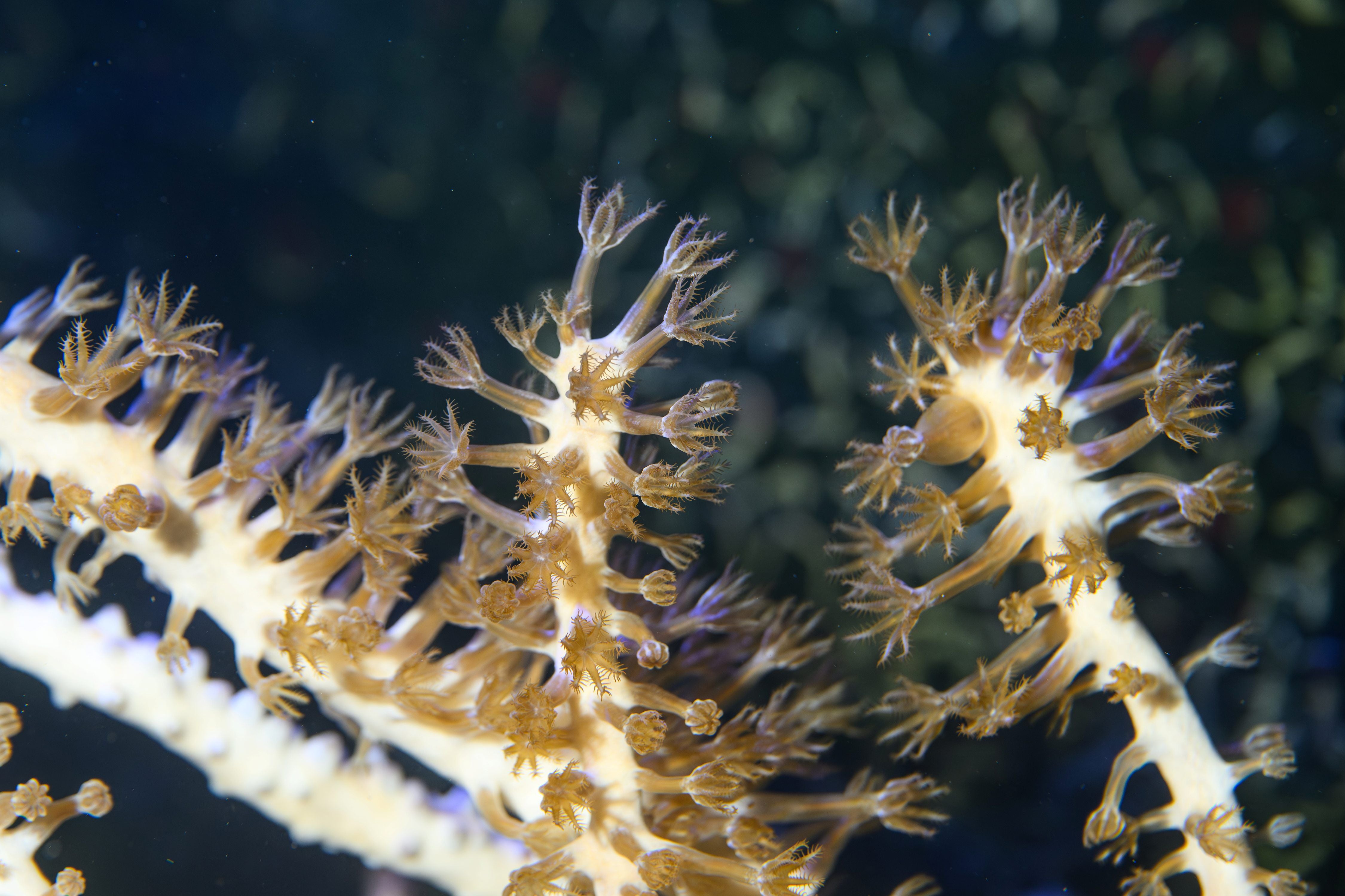 Nahaufnahme von braunen Korallen im Aquarium des Wiener Haus des Meeres.