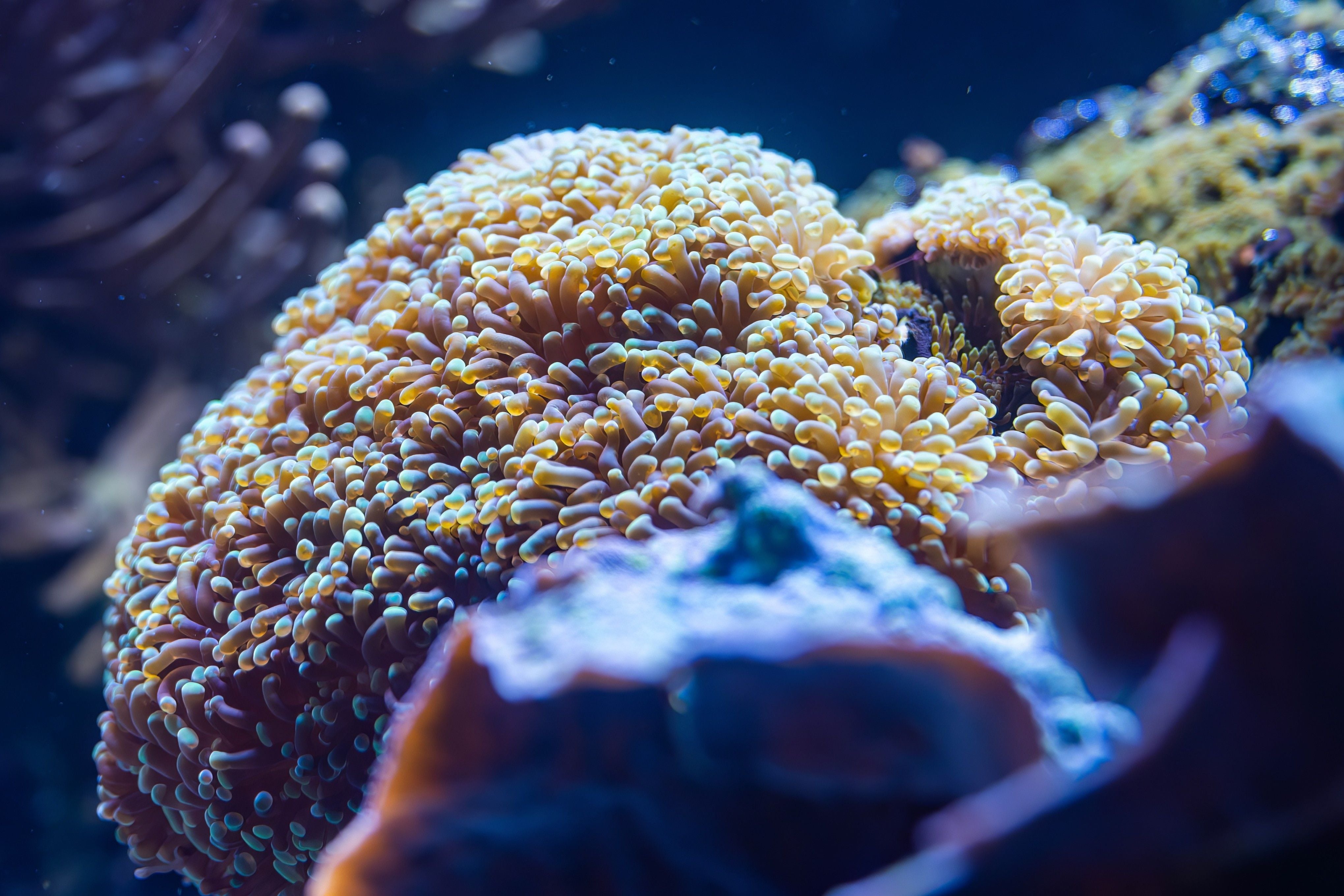 Gelb-orange Korallen mit vielen Tentakeln im Aquarium des Wiener Haus des Meeres.