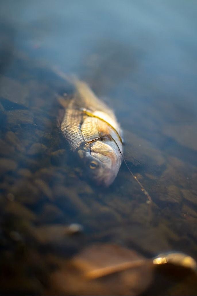 Ein toter Fisch treibt an der Wasseroberfläche eines Flusses mit sichtbarem Kiesgrund.