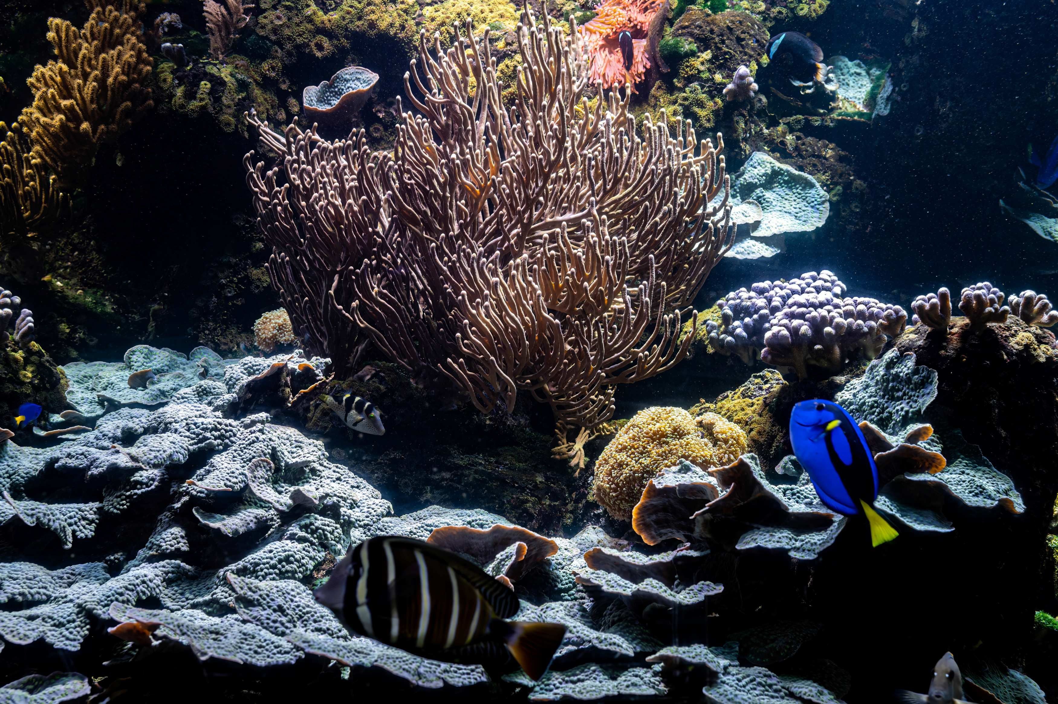 Bunte Fische schwimmen zwischen verschiedenen Korallen im Haus des Meeres in Wien.