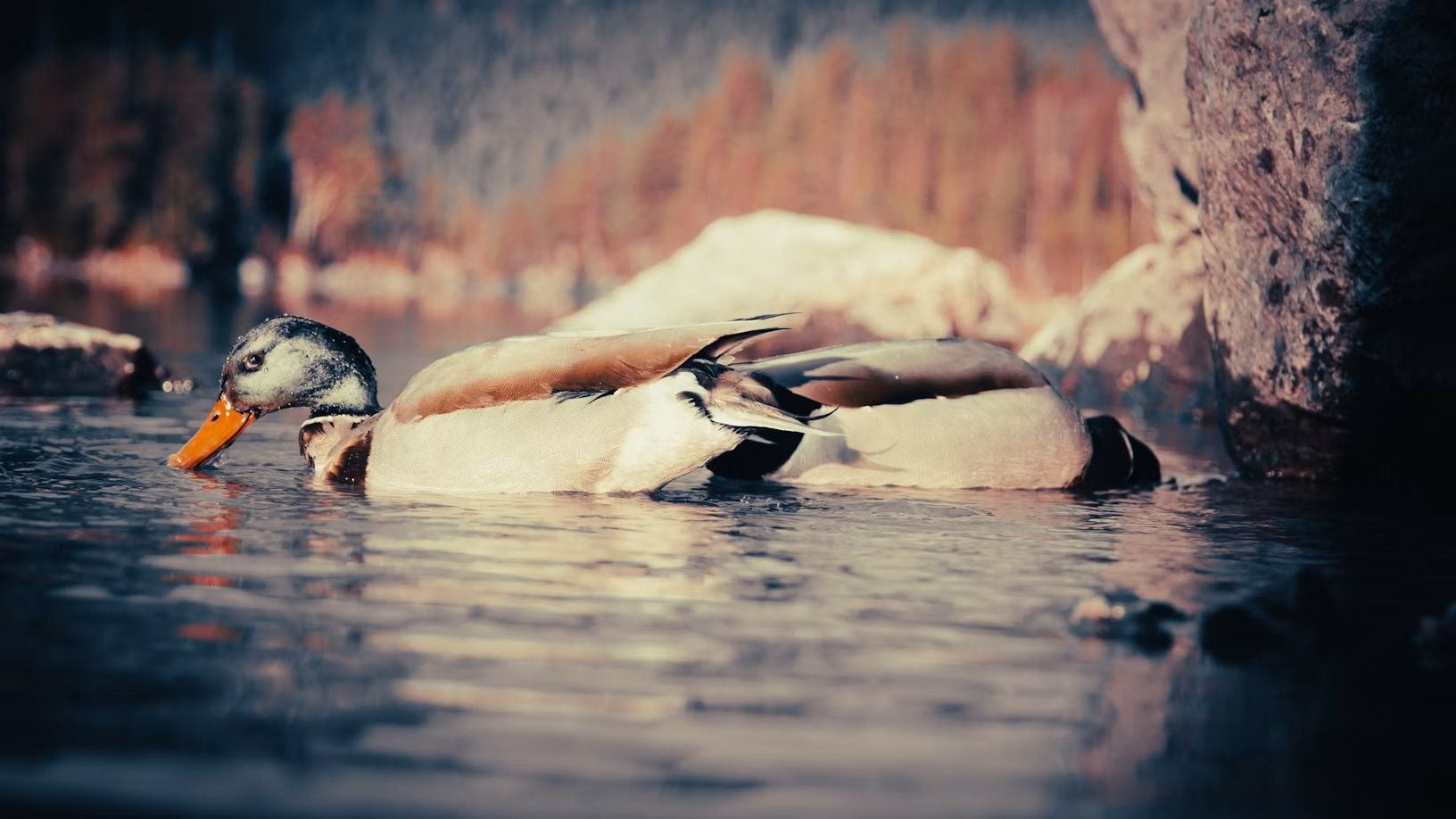 Zwei Enten schwimmen entspannt nebeneinander in einem natürlichen Gewässer.