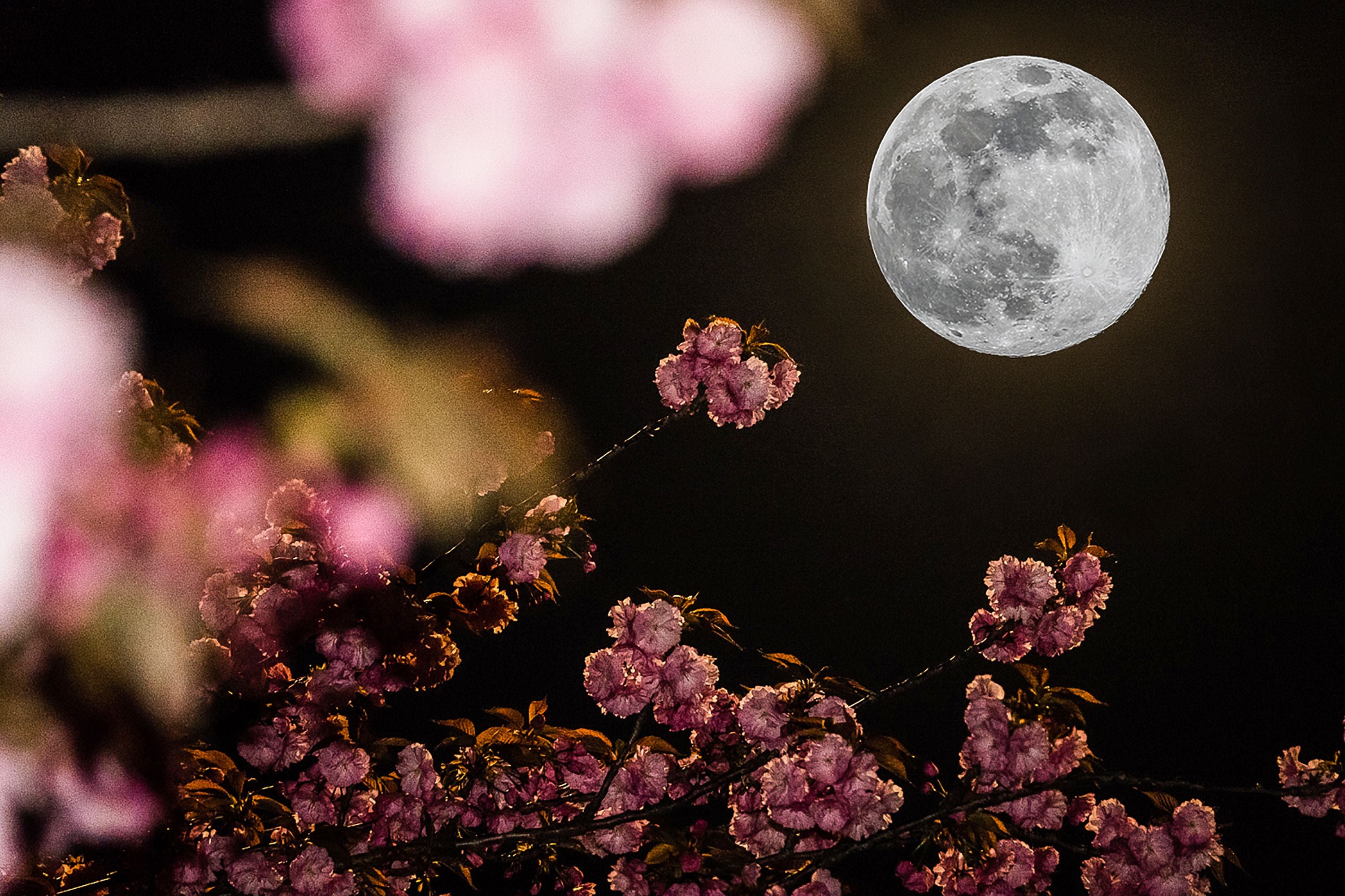 Vollmond am Nachthimmel über blühenden rosa Kirschzweigen in Parma, Italien.