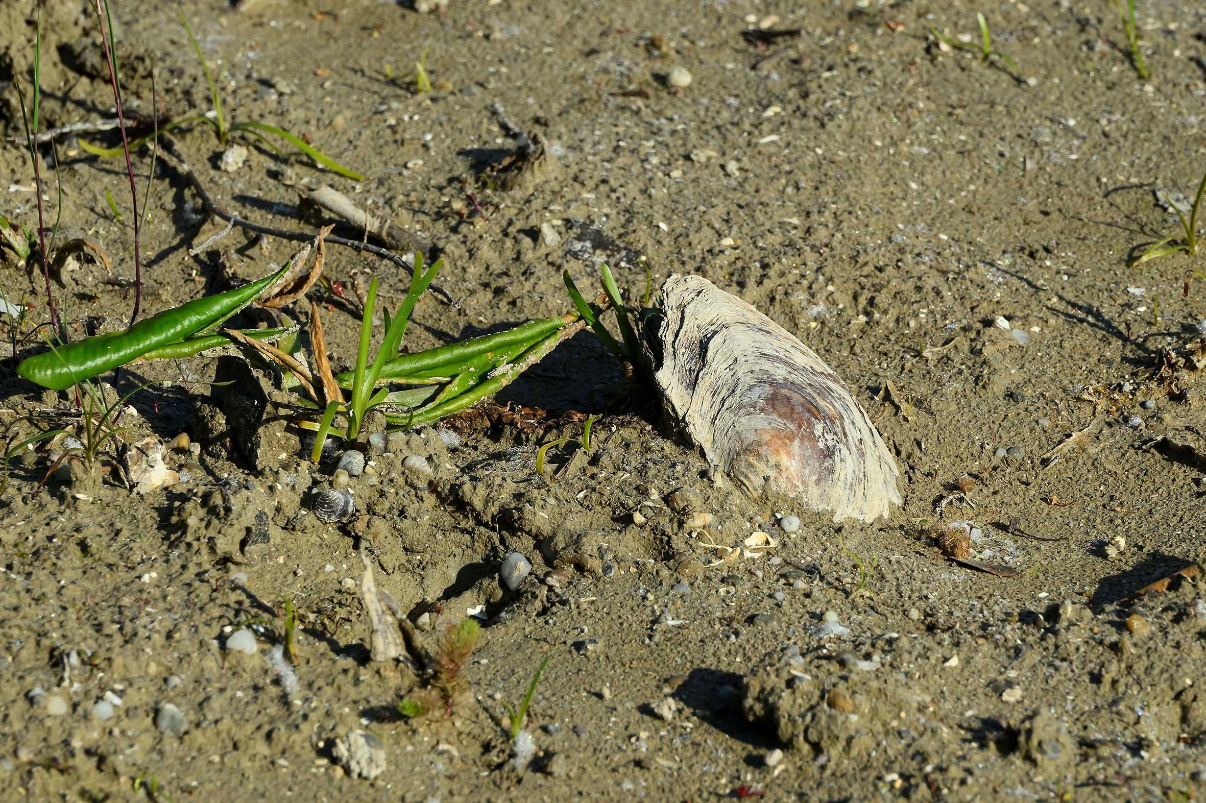 Muschel liegt auf trockenem, sandigem Boden mit wenig Gras in der Lobau.