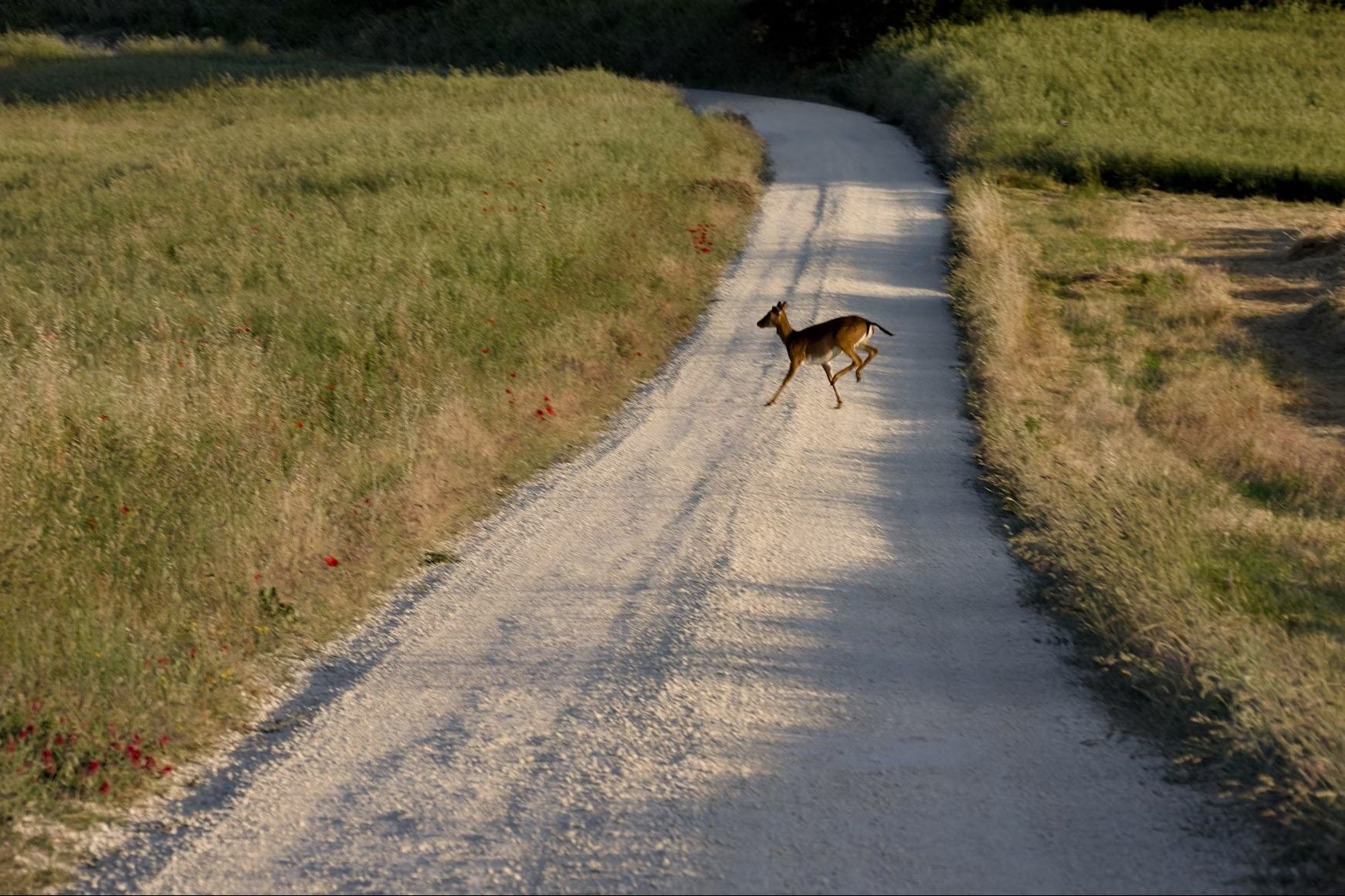 Ein Reh läuft über einen Feldweg mit hohem Gras auf beiden Seiten bei Tageslicht.