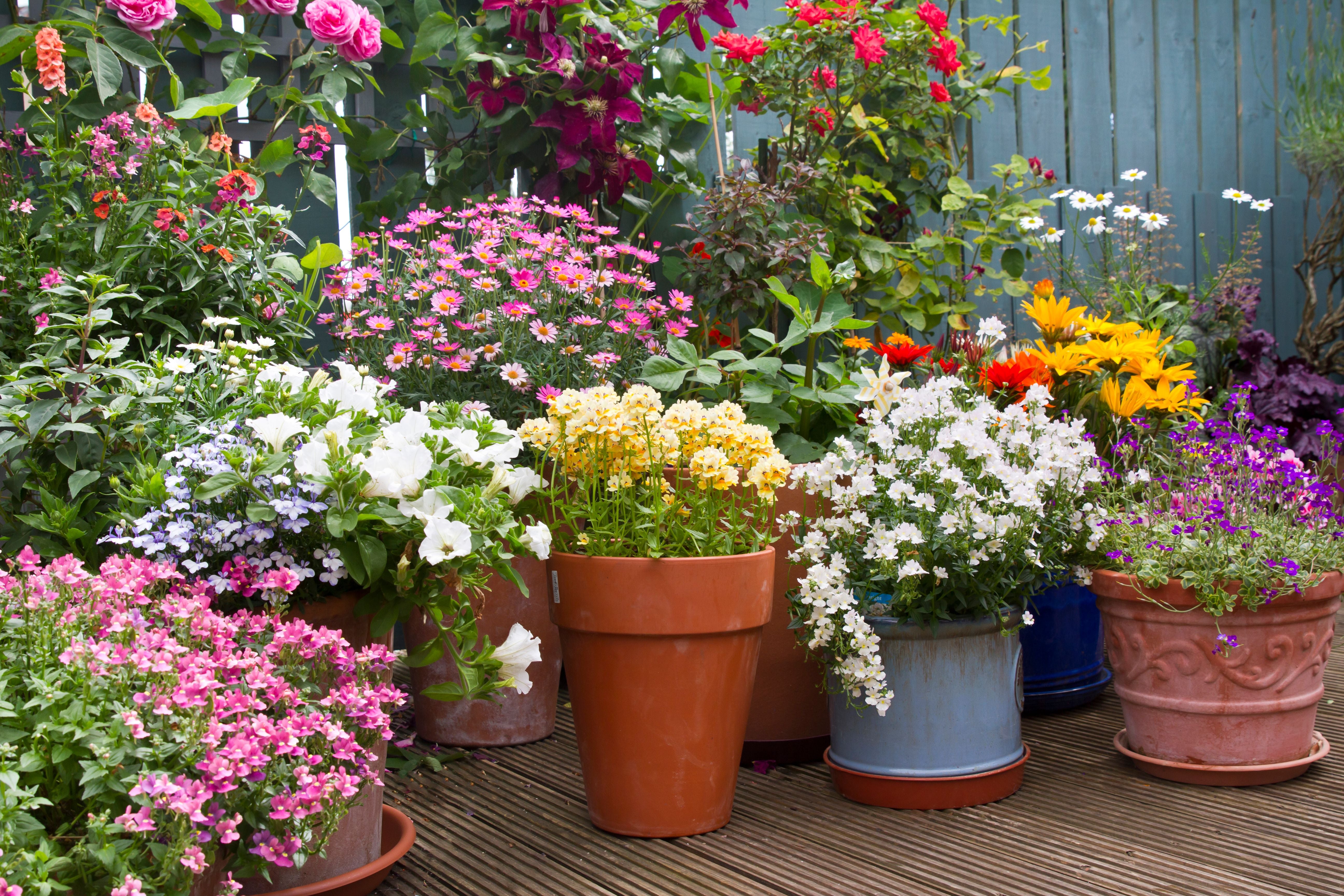 Viele bunte Sommerblumen blühen in Pflanztöpfen auf einer Terrasse.