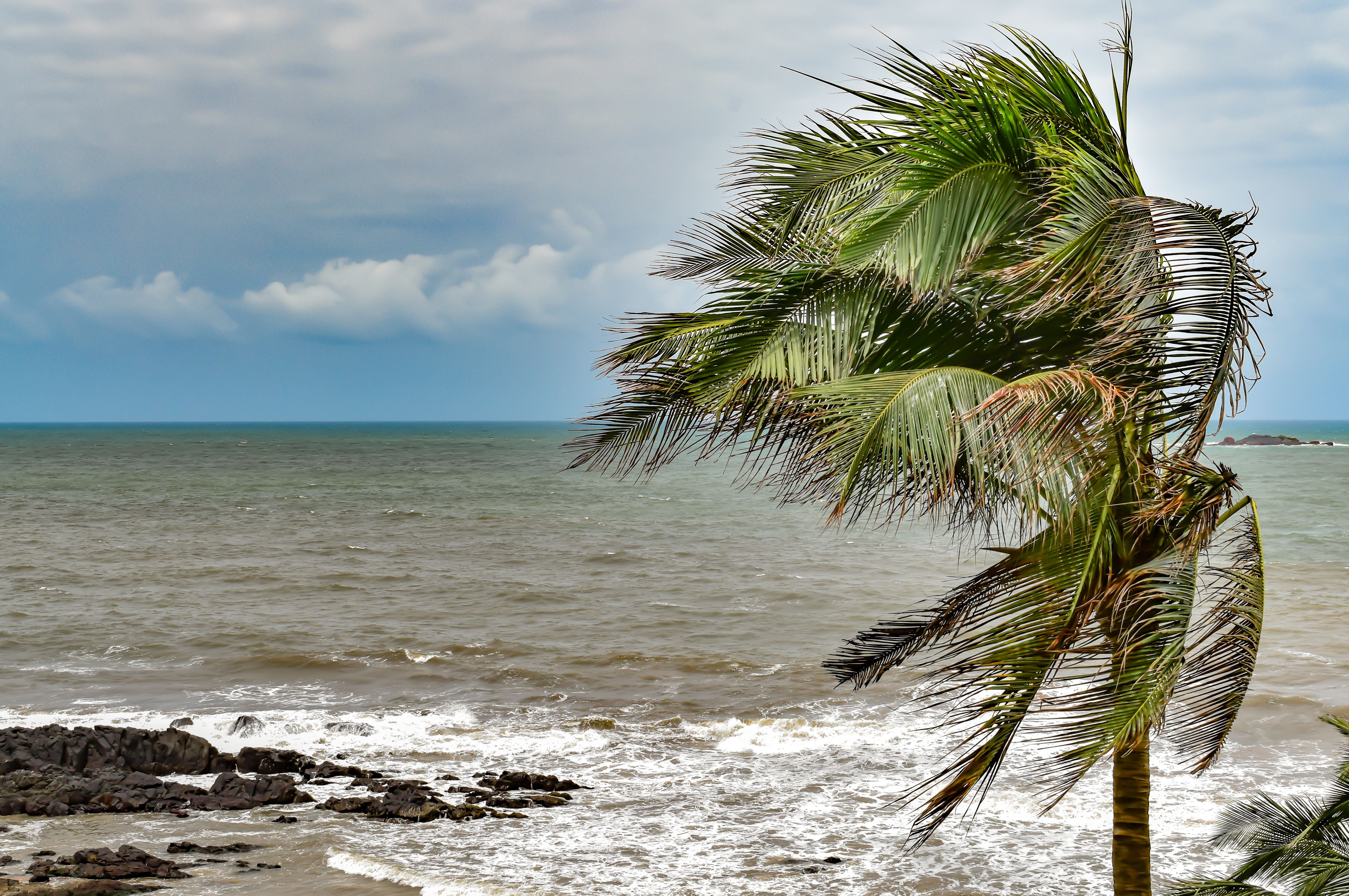 Palme im Sturm am Meer, Wellen schlagen an felsige Küste, stürmischer Himmel im Hintergrund.