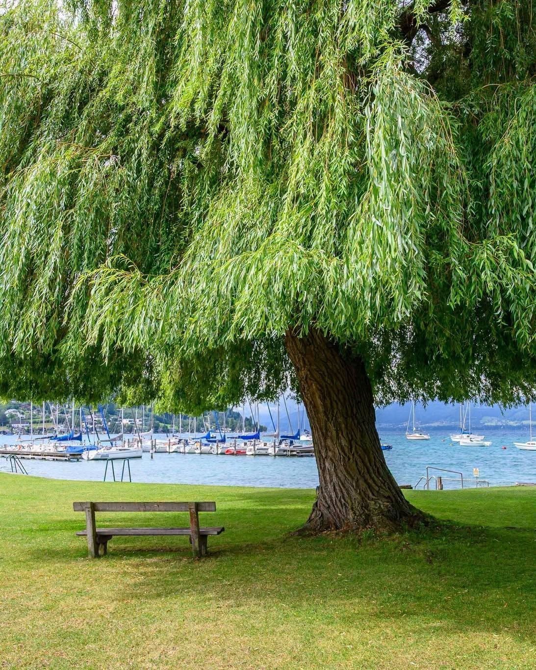 Bank am See