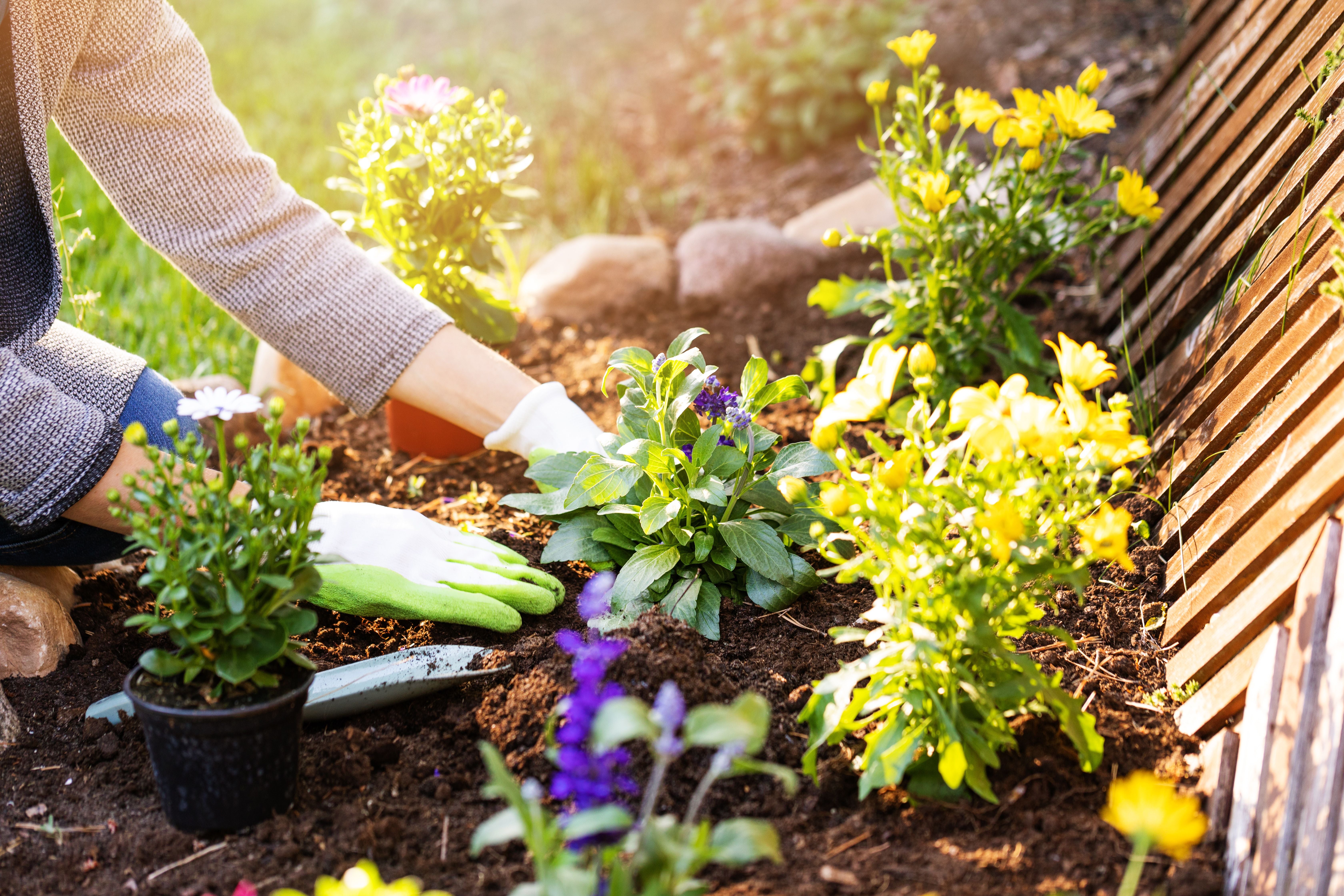 Frau pflanzt bunte Blumen im Gartenbeet mit Gartenhandschuhen.
