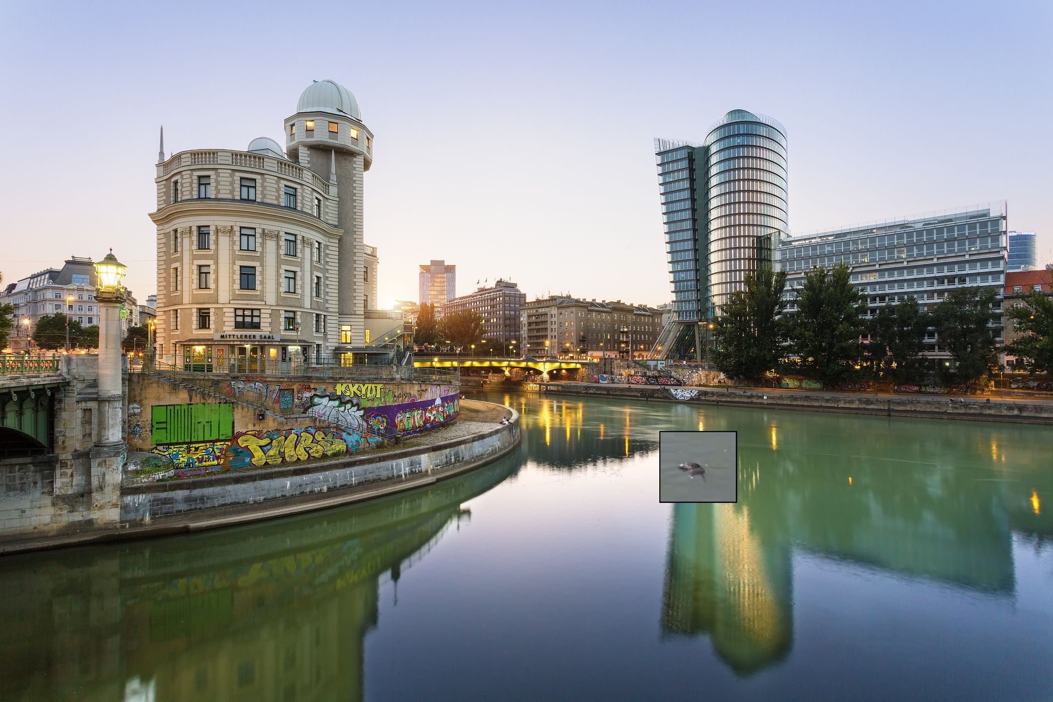 Stadtlandschaft am Wiener Donaukanal mit einer toten Ratte im Wasser im Vordergrund.