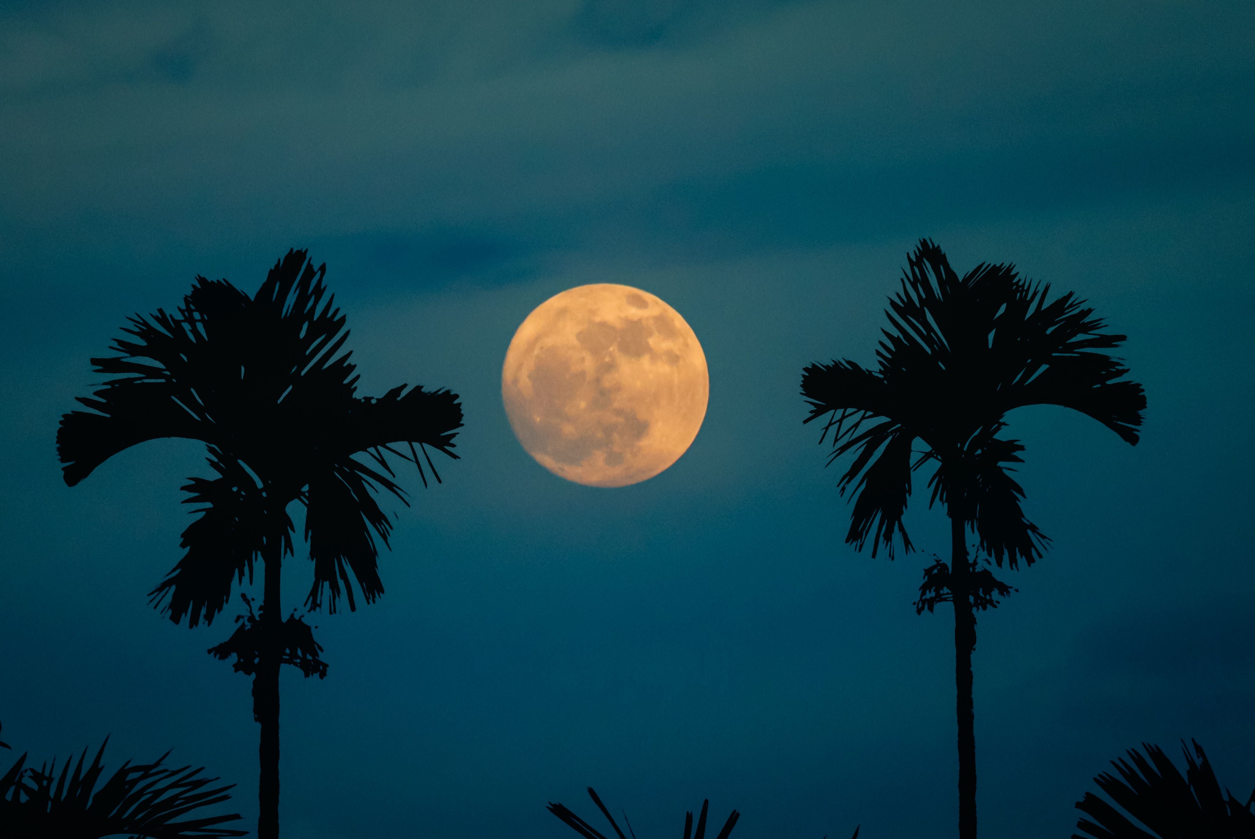 Vollmond am Nachthimmel zwischen zwei Palmen.