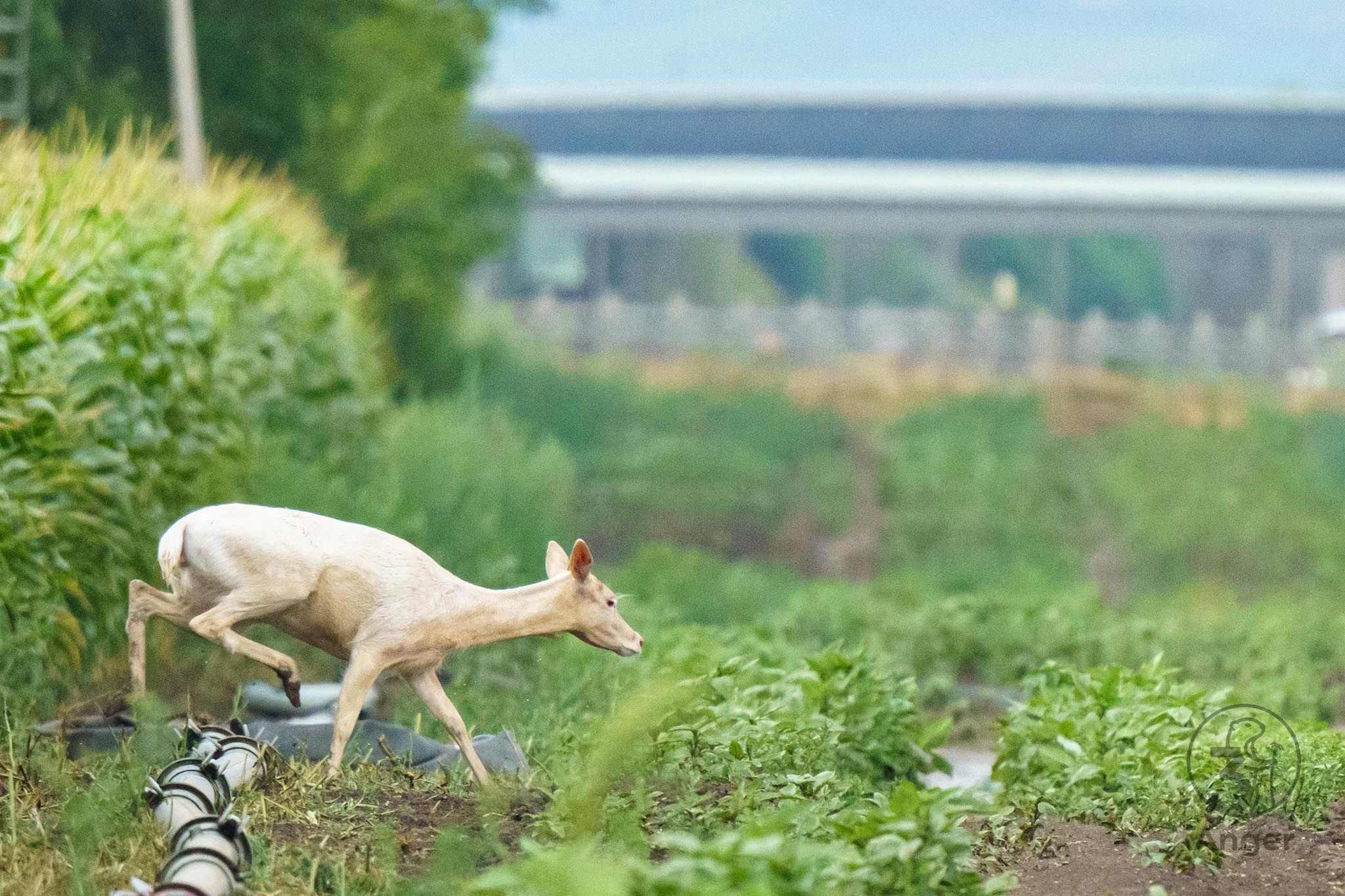Ein weißer Hirsch läuft durch ein Feld im Norbert-Scheed-Wald, Donaustadt.