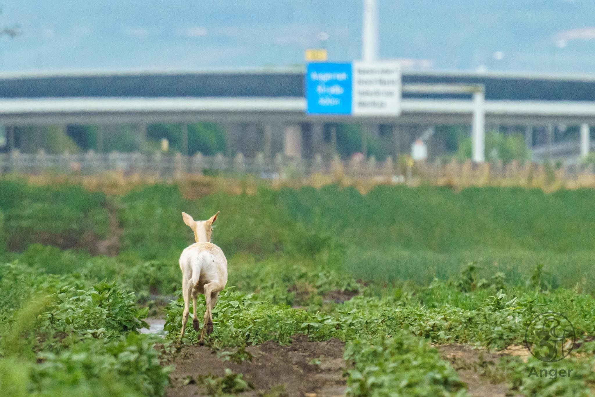 Ein weißer Hirsch läuft auf einem Feld, im Hintergrund eine Autobahn und Straßenschilder.