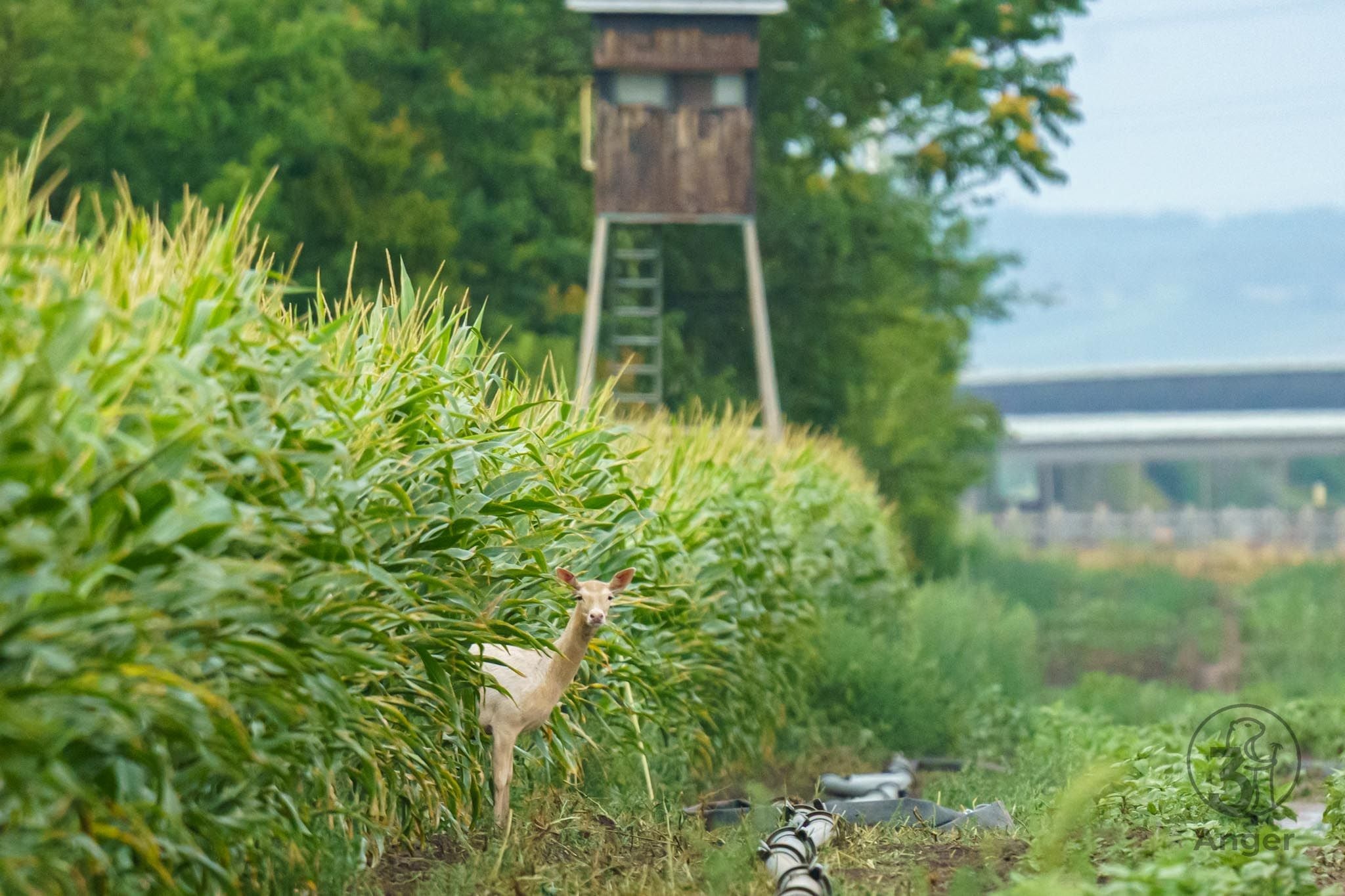 Ein weißer Hirsch steht am Rand eines Maisfelds vor einem Hochsitz im Grünen.