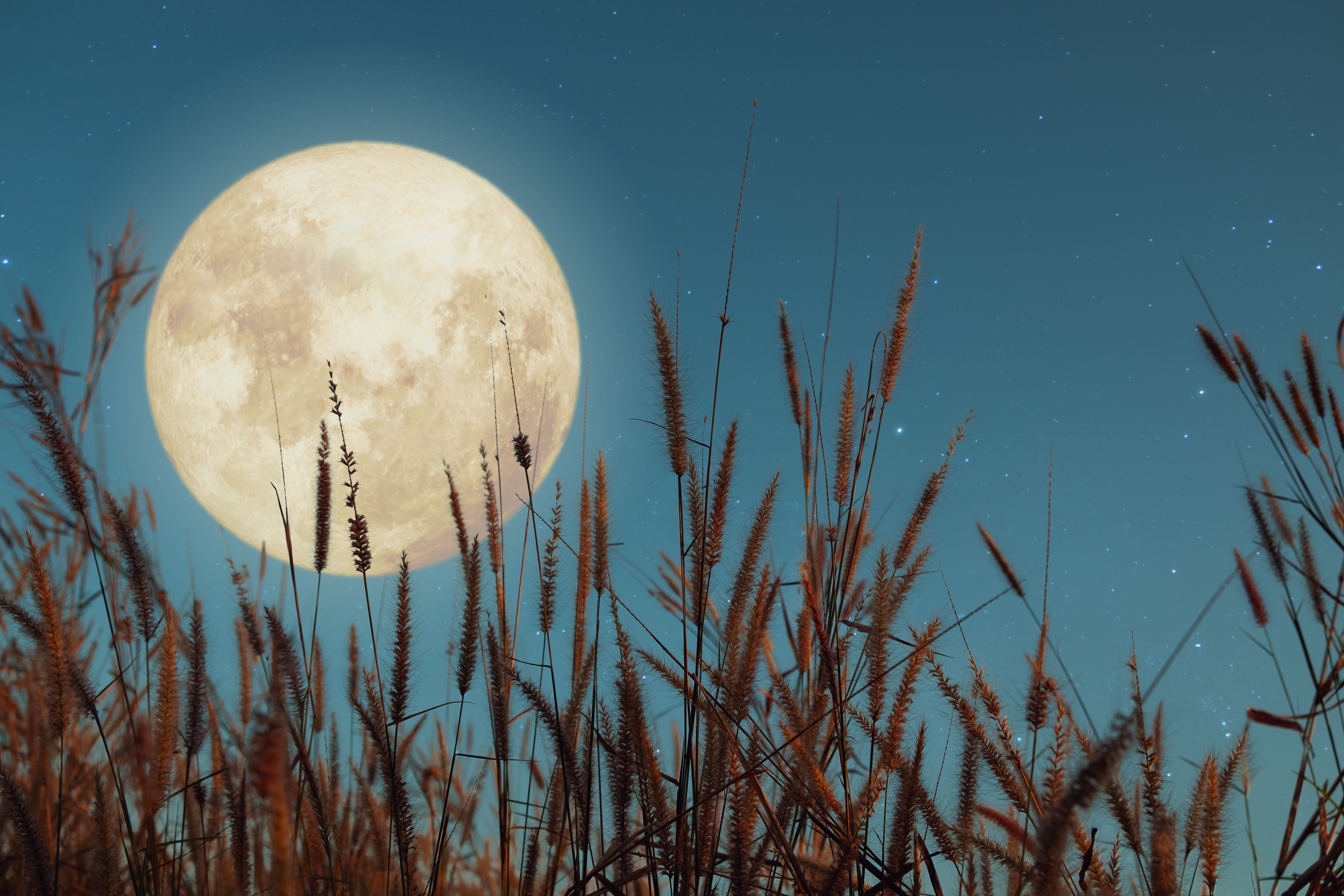Hohe Gräser im Vordergrund vor einem großen Vollmond und sternenklarem Nachthimmel.
