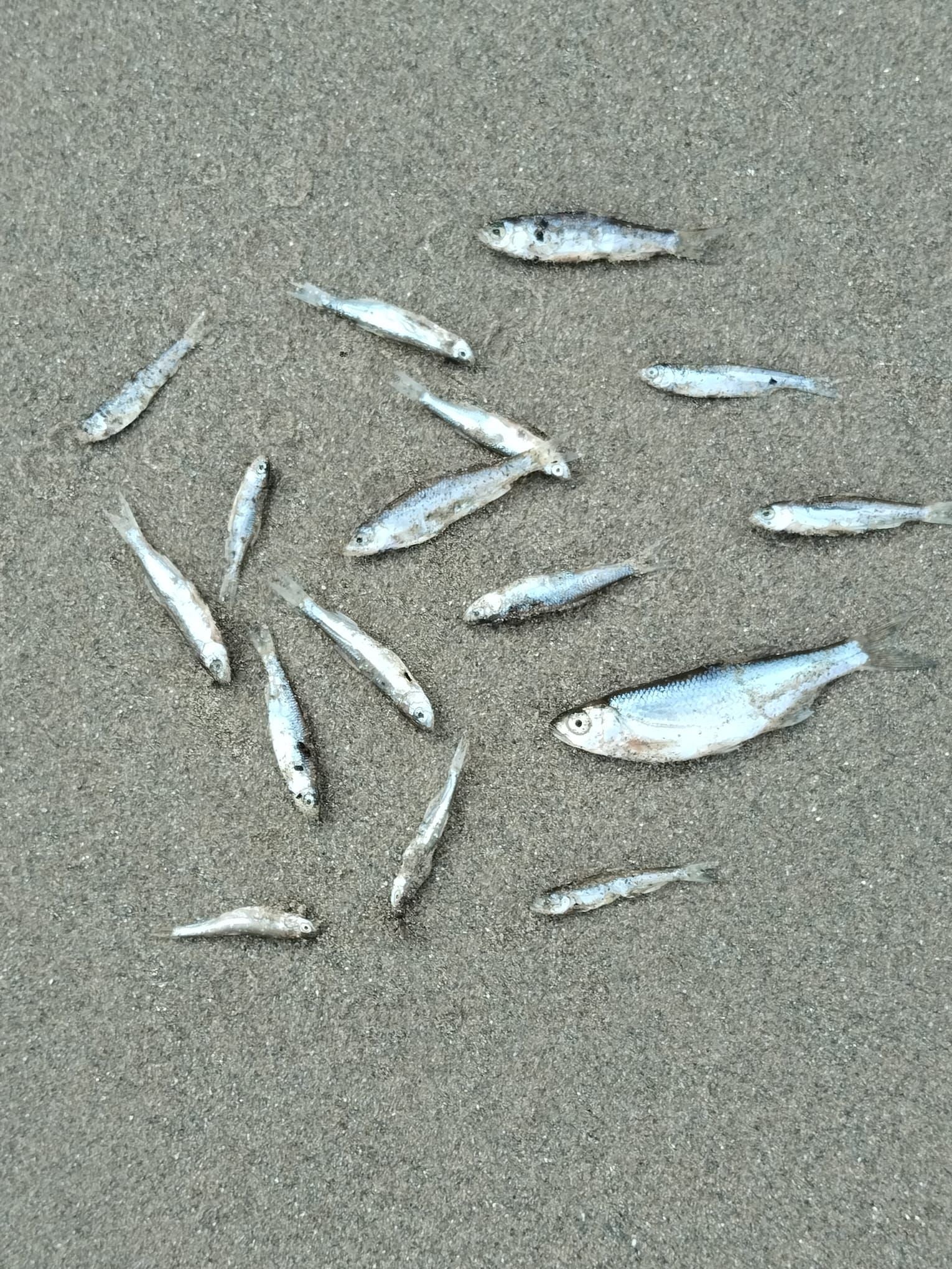 Mehrere tote Fische liegen auf sandigem Boden.