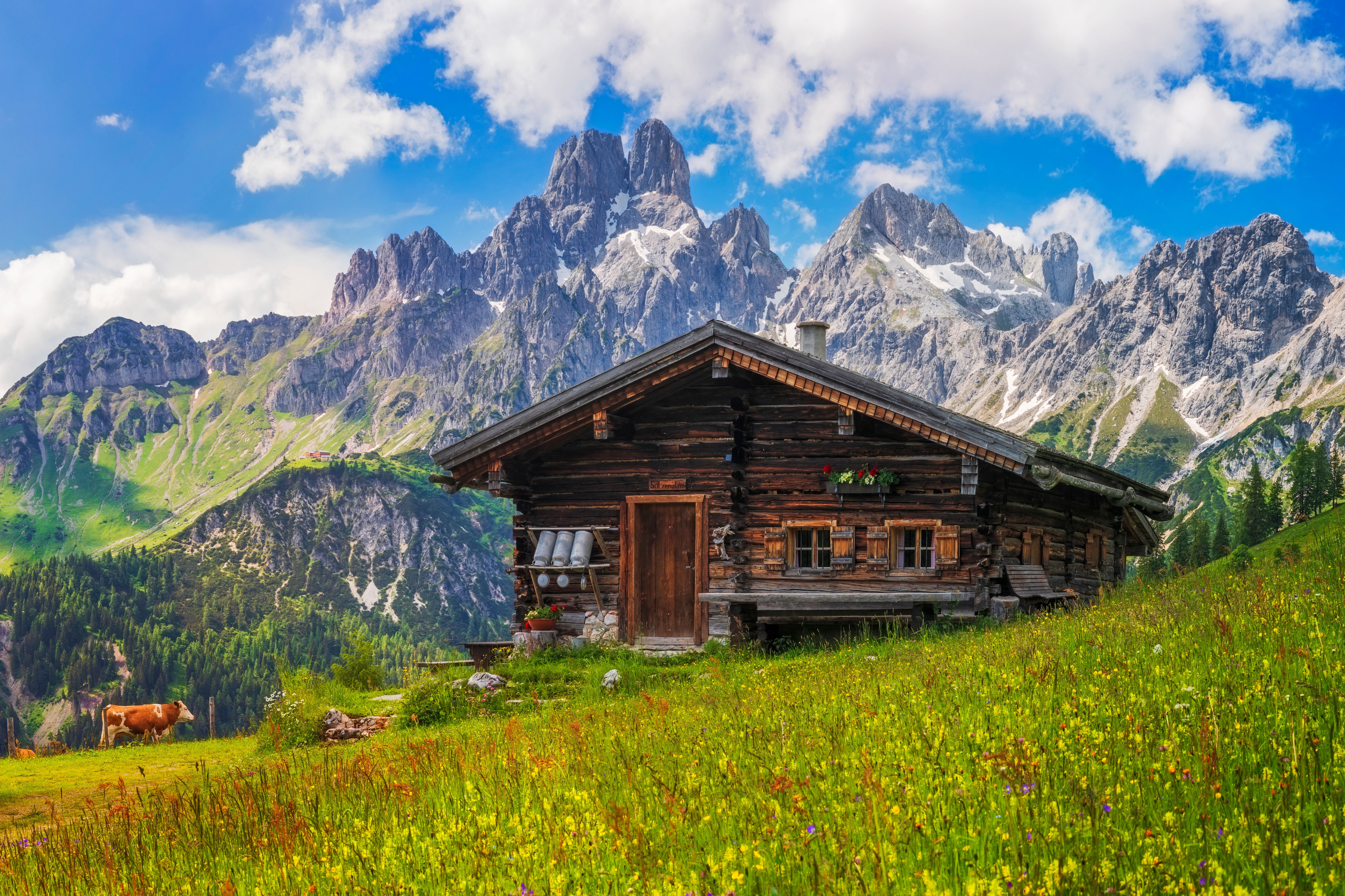 Holzhütte auf einer Blumenwiese vor steilen Bergen, eine Kuh steht im Hintergrund.