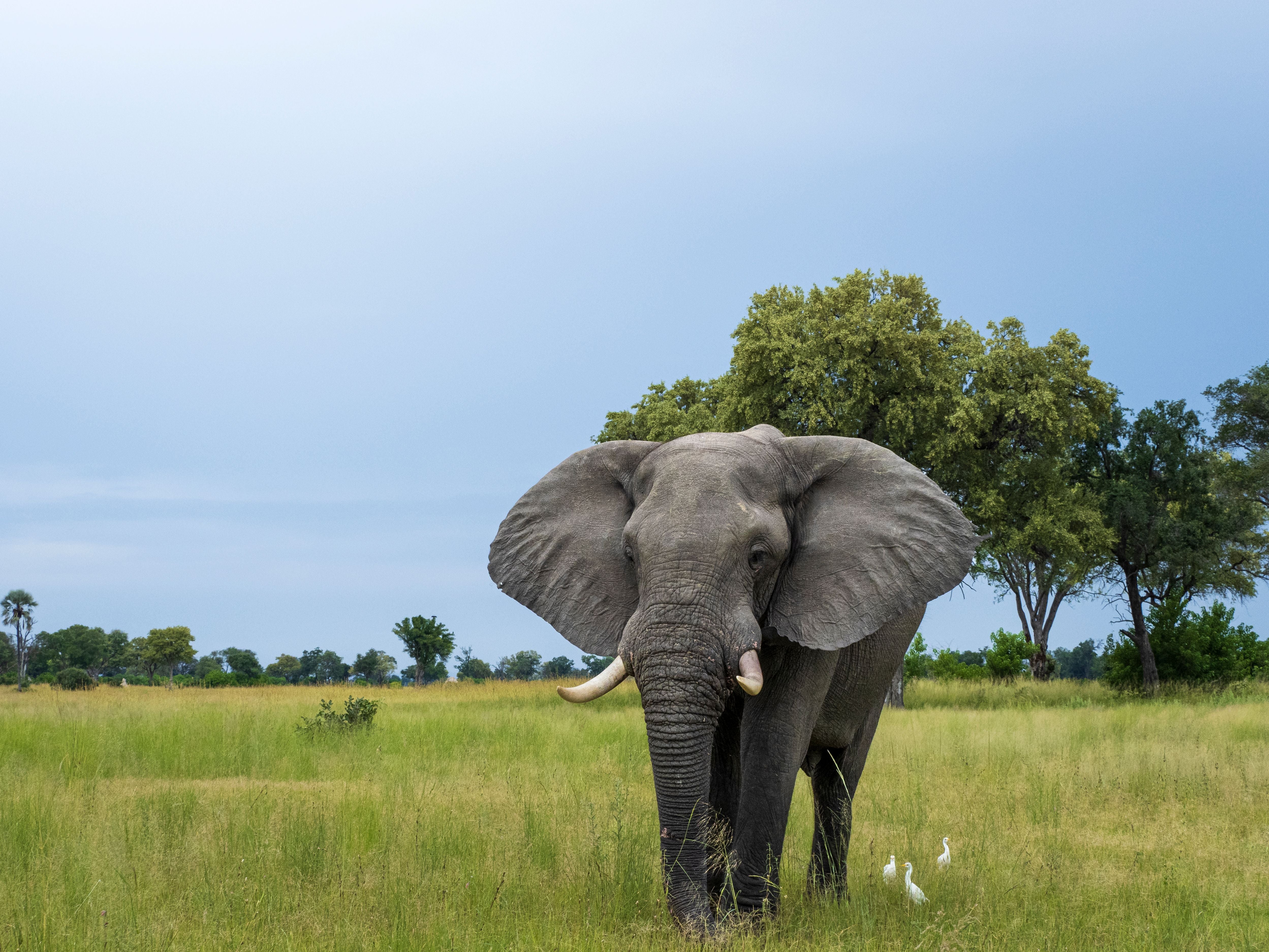 Ein afrikanischer Elefant steht auf einer grünen Wiese mit Bäumen und blauem Himmel im Hintergrund.