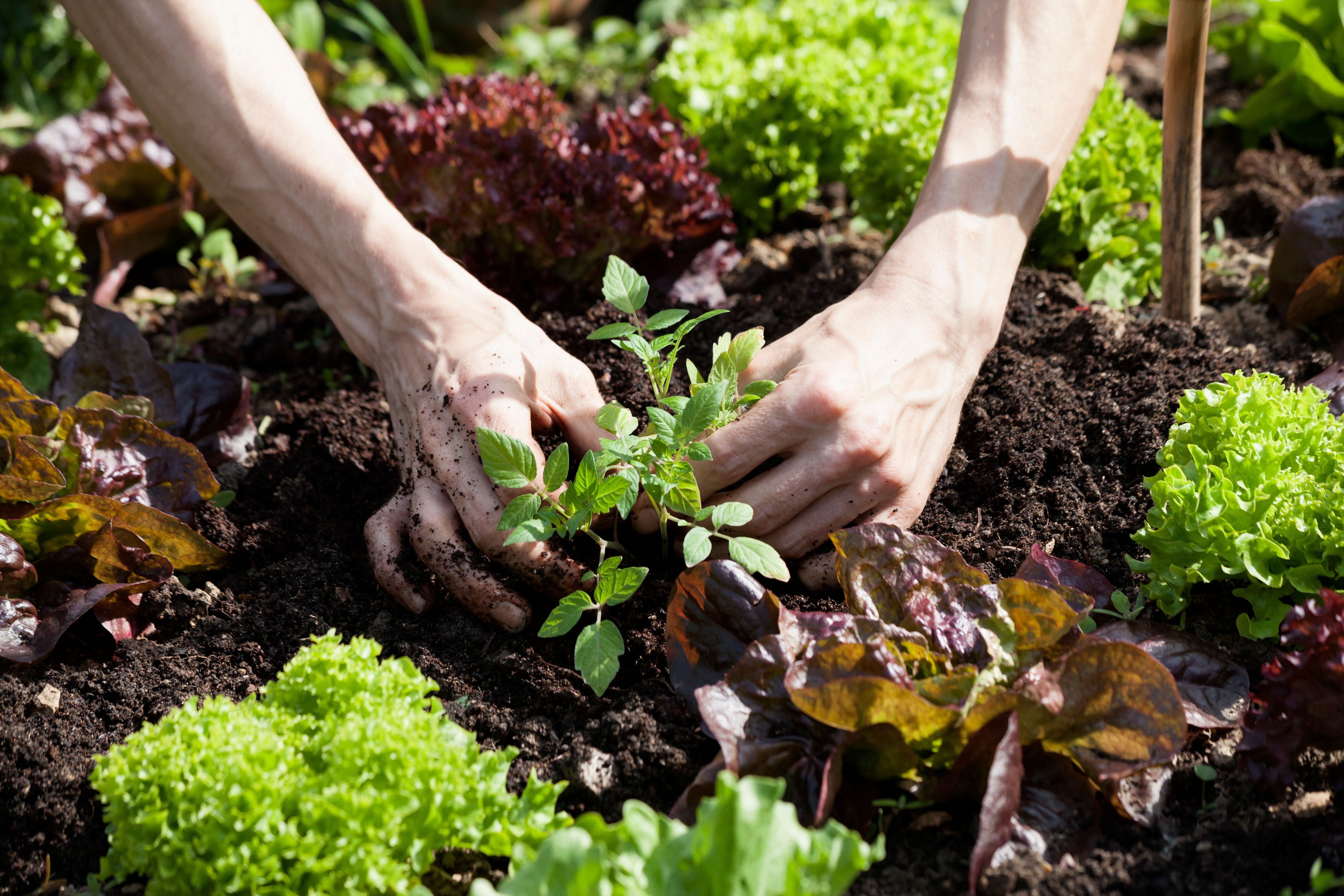 Zwei Hände pflanzen eine Gemüsepflanze zwischen Salat in einem Gartenbeet ein.