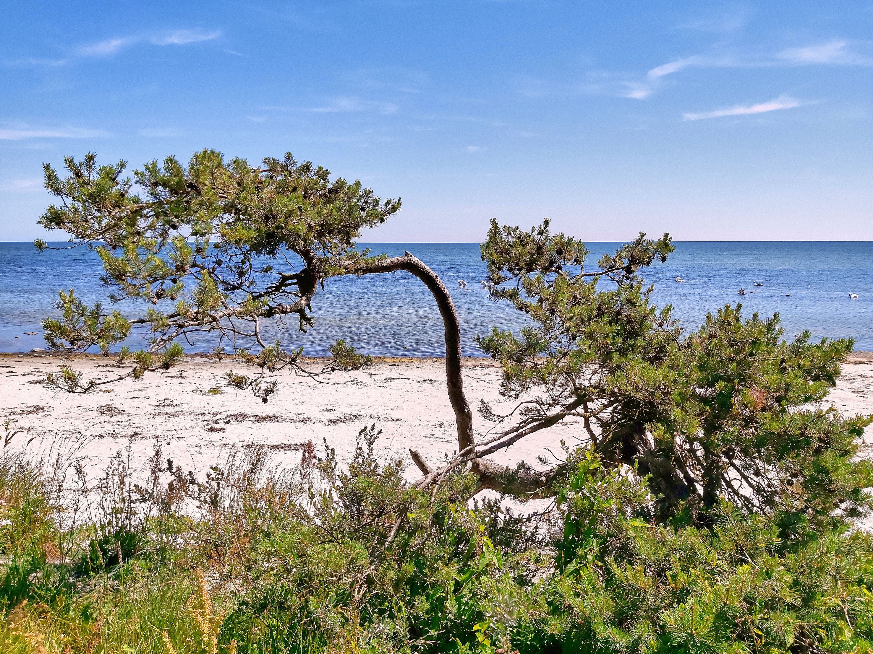 Kiefer mit gebogenem Stamm am Sandstrand vor dem Meer auf Bornholm, unter blauem Himmel.