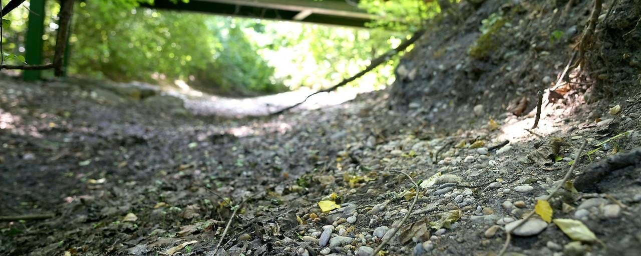 Ausgetrocknetes Bachbett mit Steinen und wenigen Blättern, umgeben von grünem Wald.