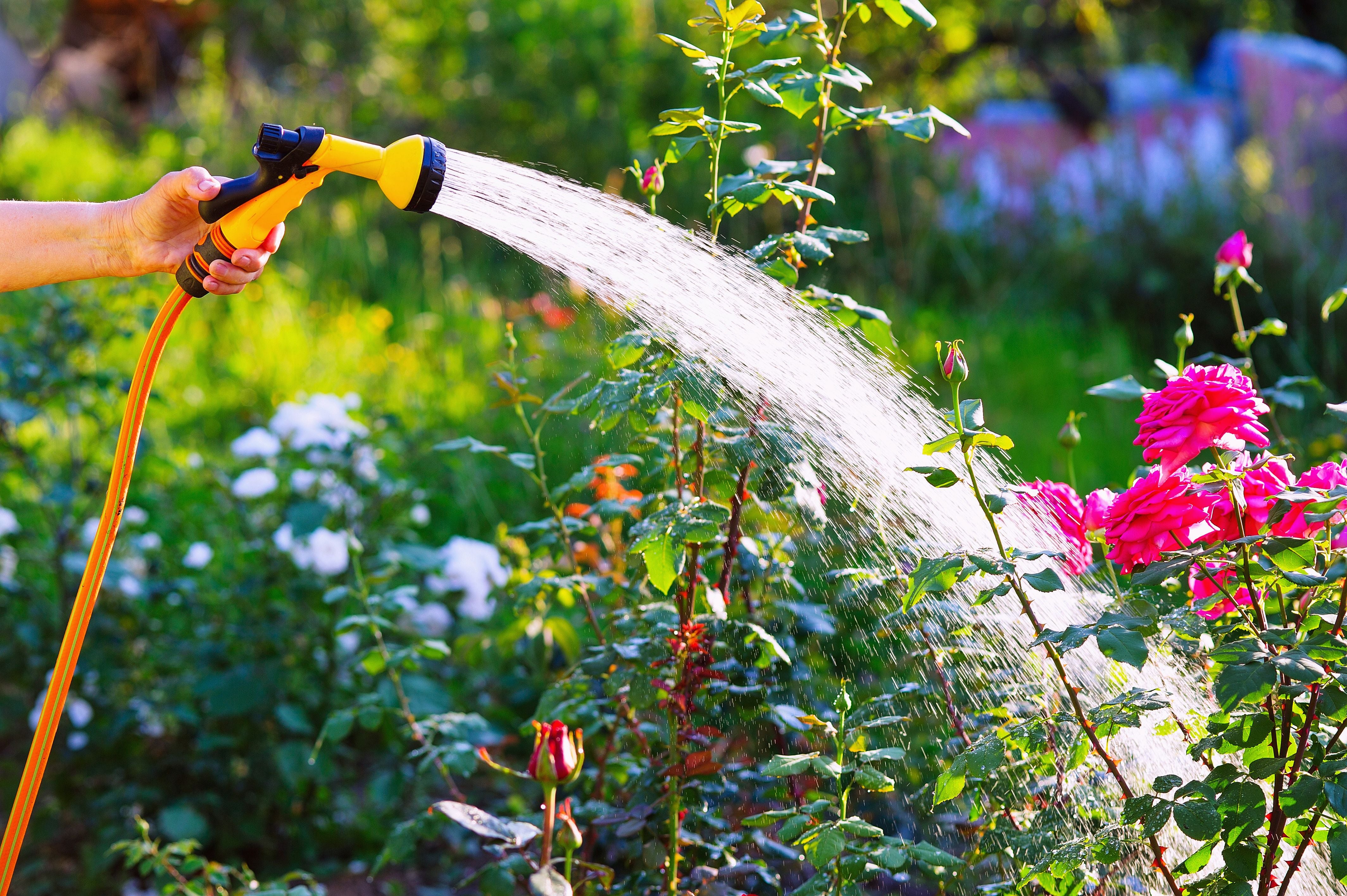 Eine Hand gießt mit einem gelben Gartenschlauch blühende Rosen im Garten.