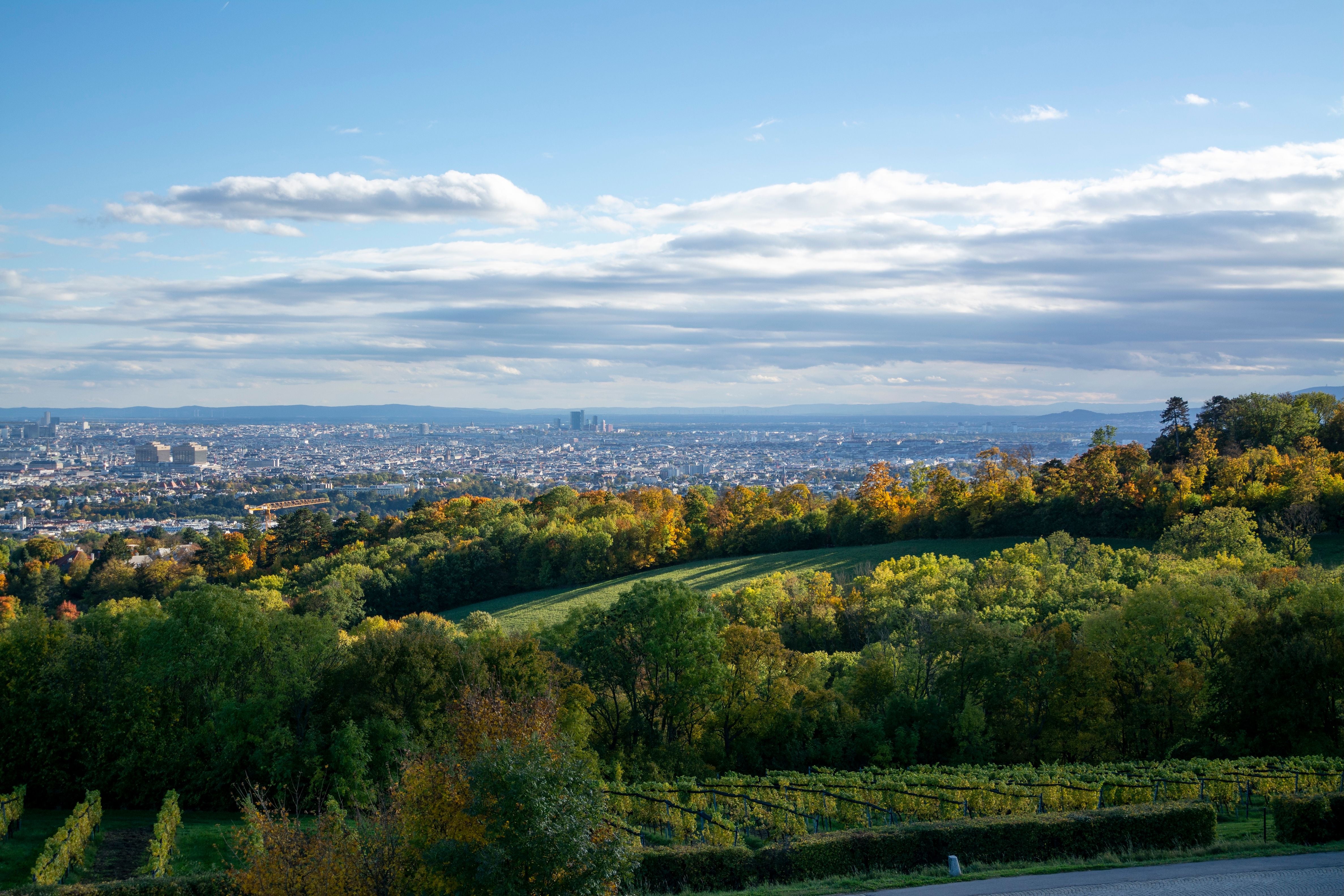 Blick über einen herbstlichen Park mit Weinbergen und einer Stadt im Hintergrund unter bewölktem Himmel.