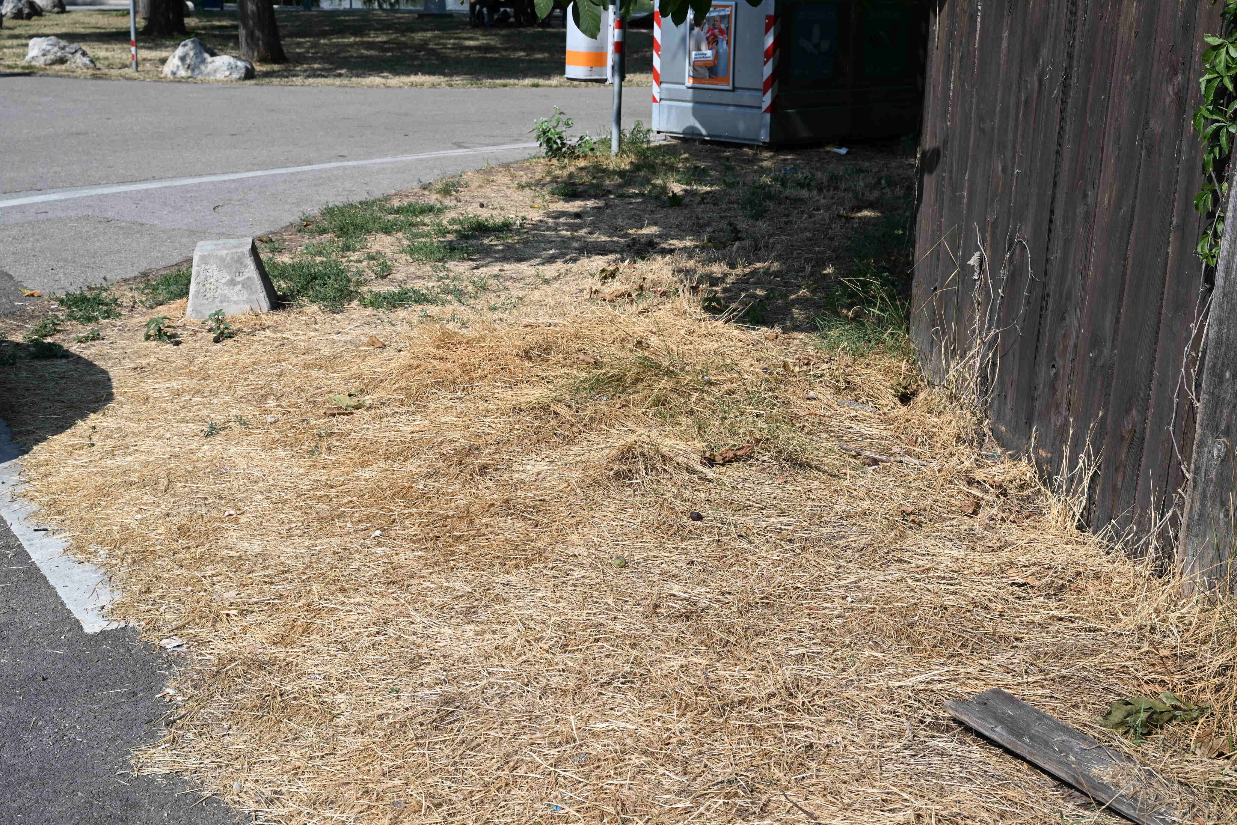 Vertrocknete Grasfläche neben einem Holzzaun in Wien, alte Donau, bei starker Trockenheit.
