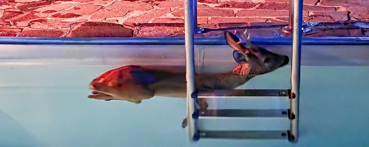 Ein Reh schwimmt im Swimmingpool neben einer Metallleiter.