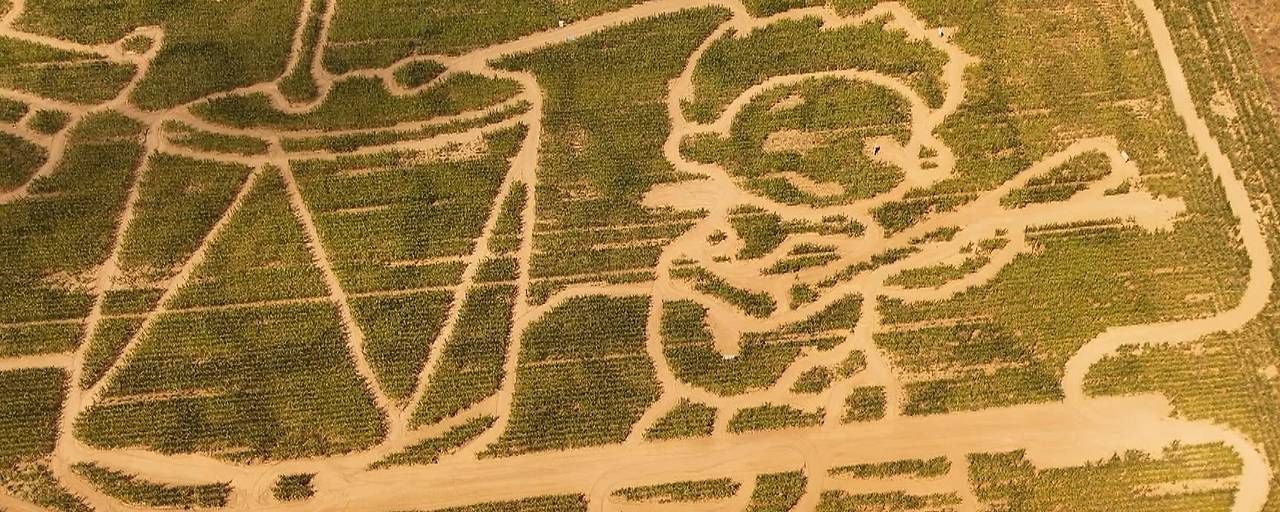 Luftaufnahme eines Maislabyrinths mit Figuren und Mustern im Feld bei Klein-Meiseldorf.