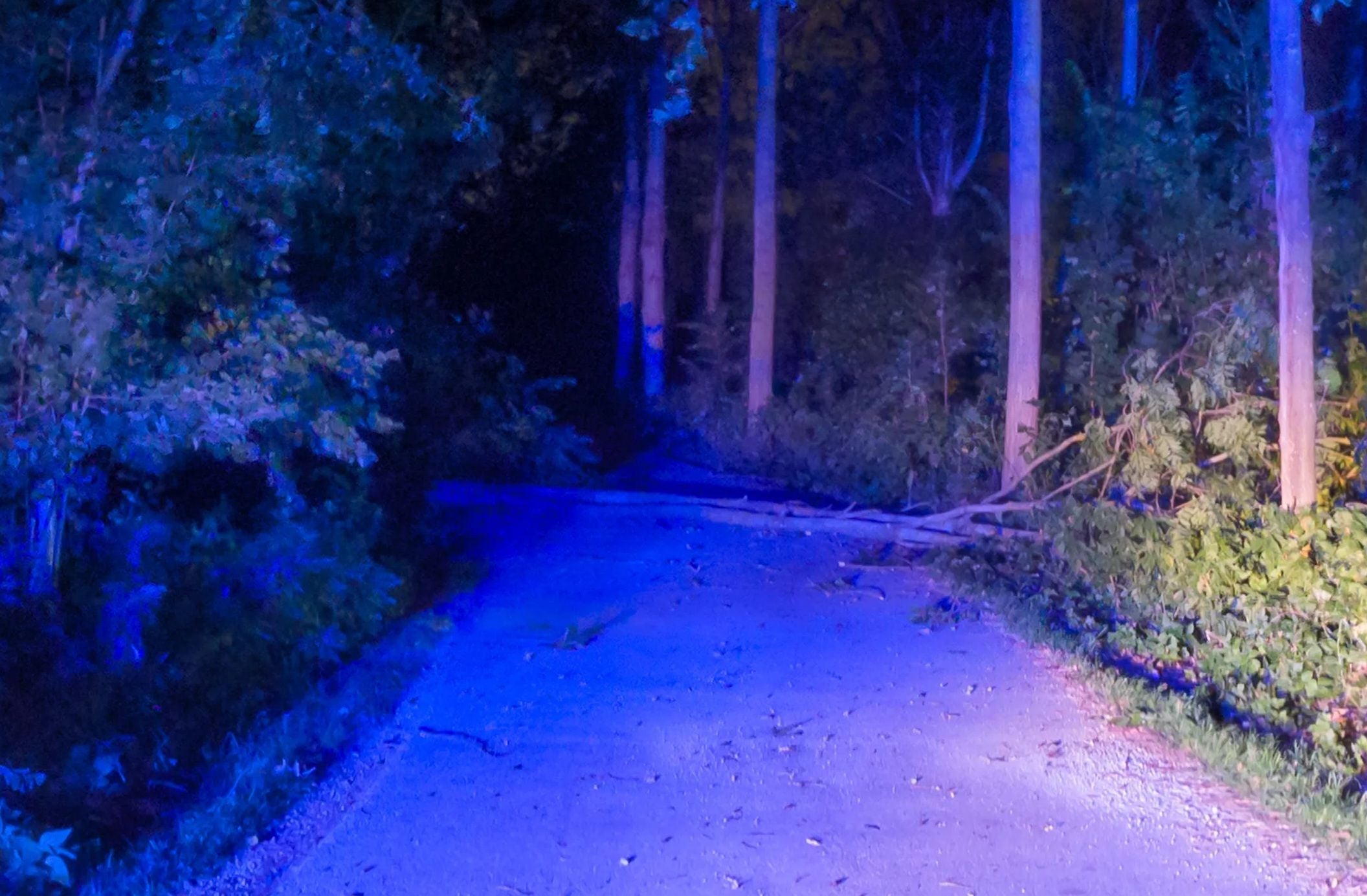 Ein umgestürzter Ast blockiert nachts eine von Blaulicht beleuchtete Straße im Wald.
