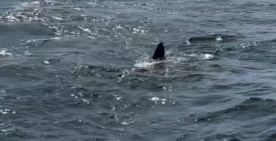Eine Hai-Flosse ragt aus dem Wasser und sorgt für Unruhe bei Touristen.