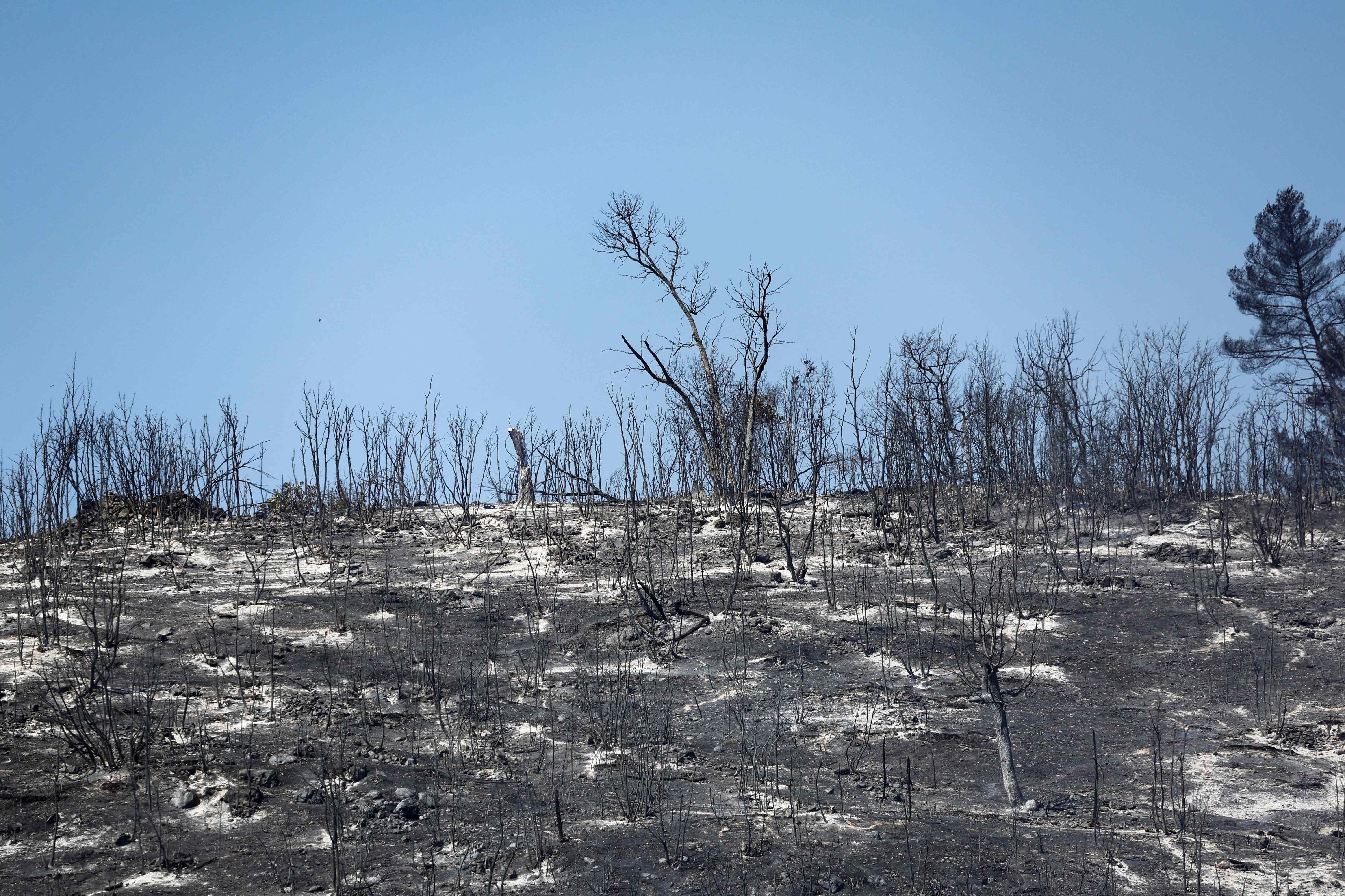 Verbrannte Landschaft mit verkohlten Bäumen nach einem Waldbrand unter klarem Himmel.