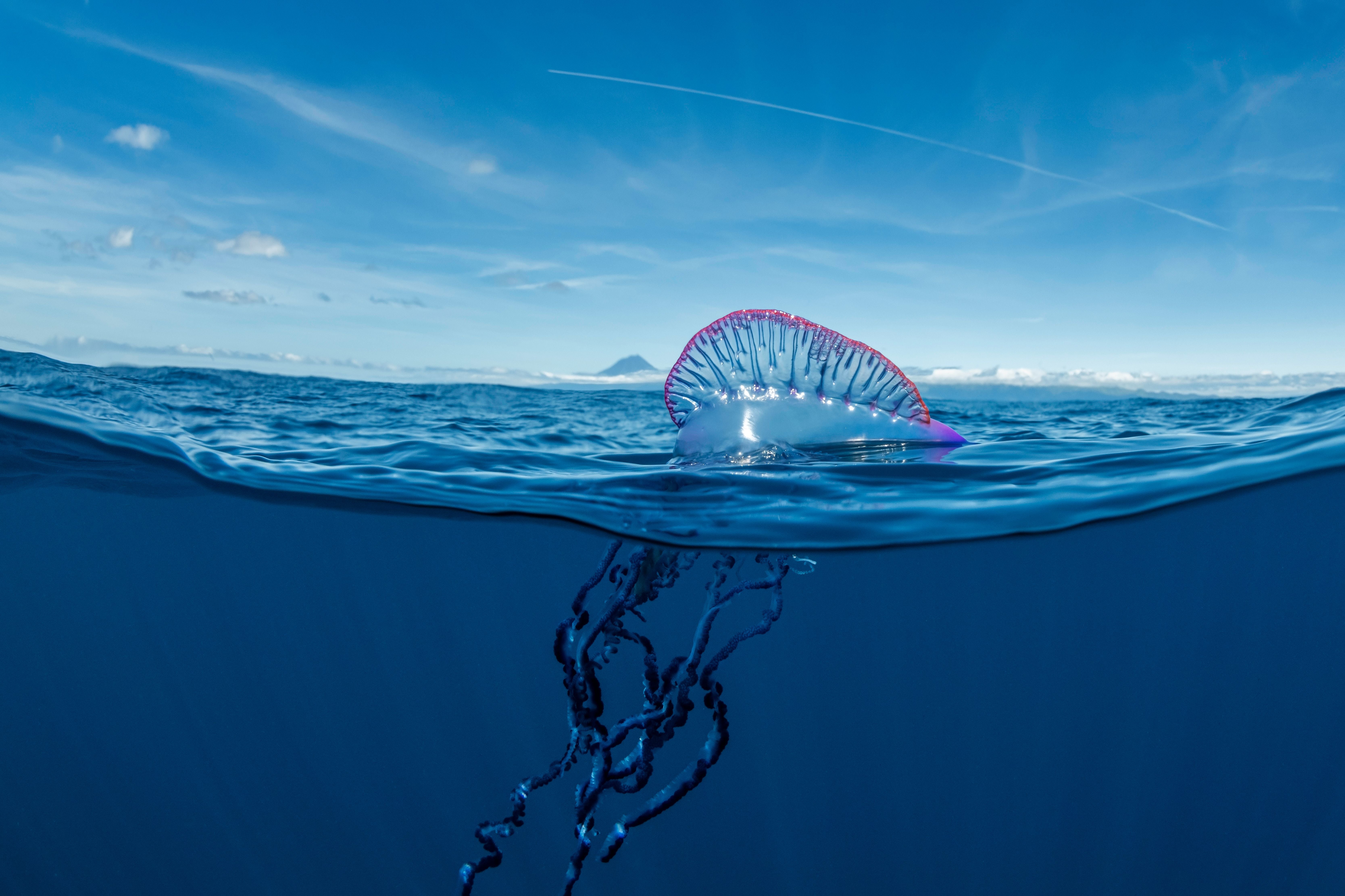 Portugiesische Galeere schwimmt im Meer, im Hintergrund Pico-Berg und Kondensstreifen am Himmel.