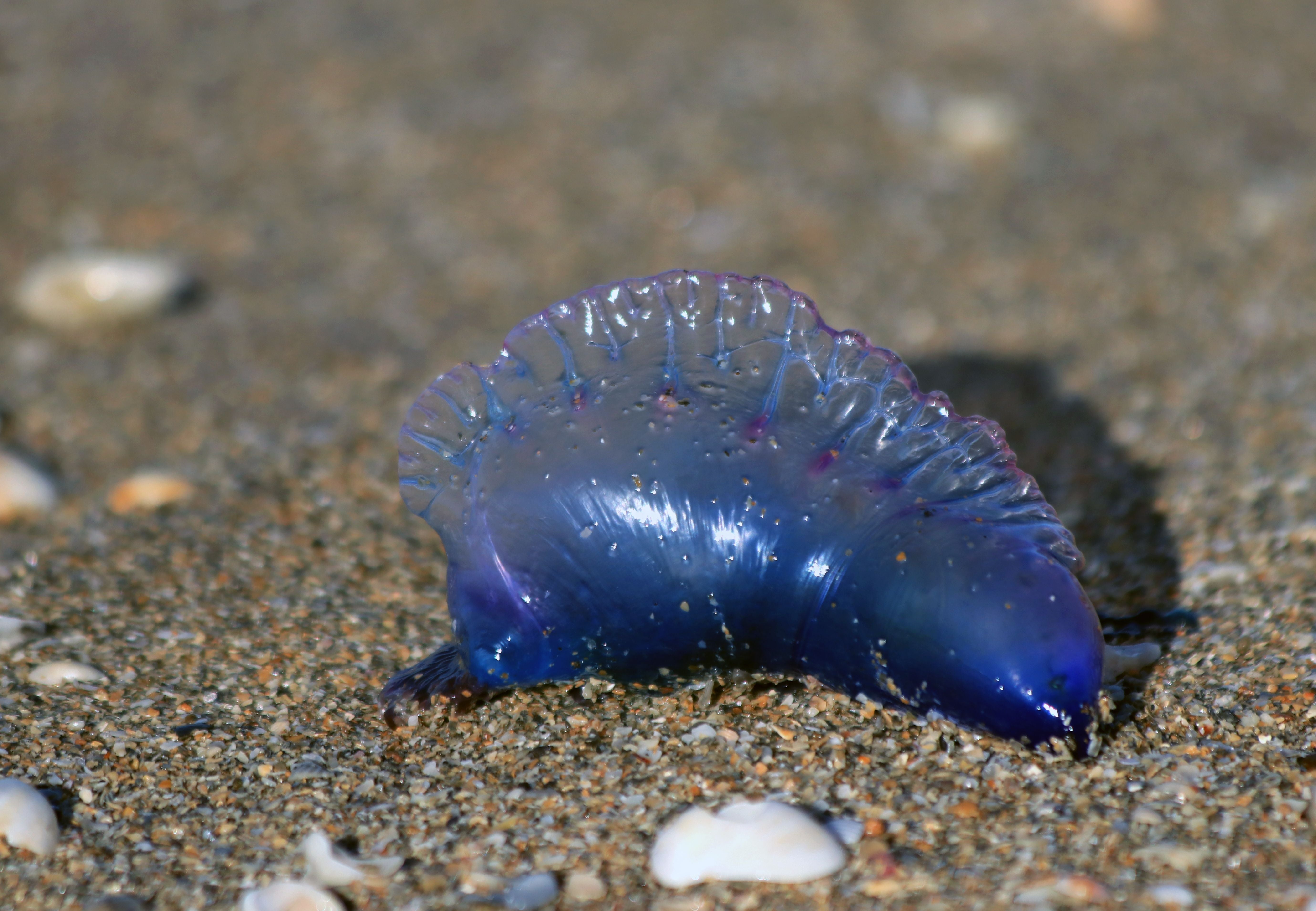 Eine Portugiesische Galeere liegt auf sandigem Strand mit einigen Muscheln.