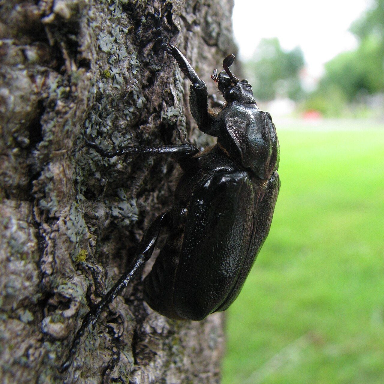 Der Juchtenkäfer auf einem Baum.
