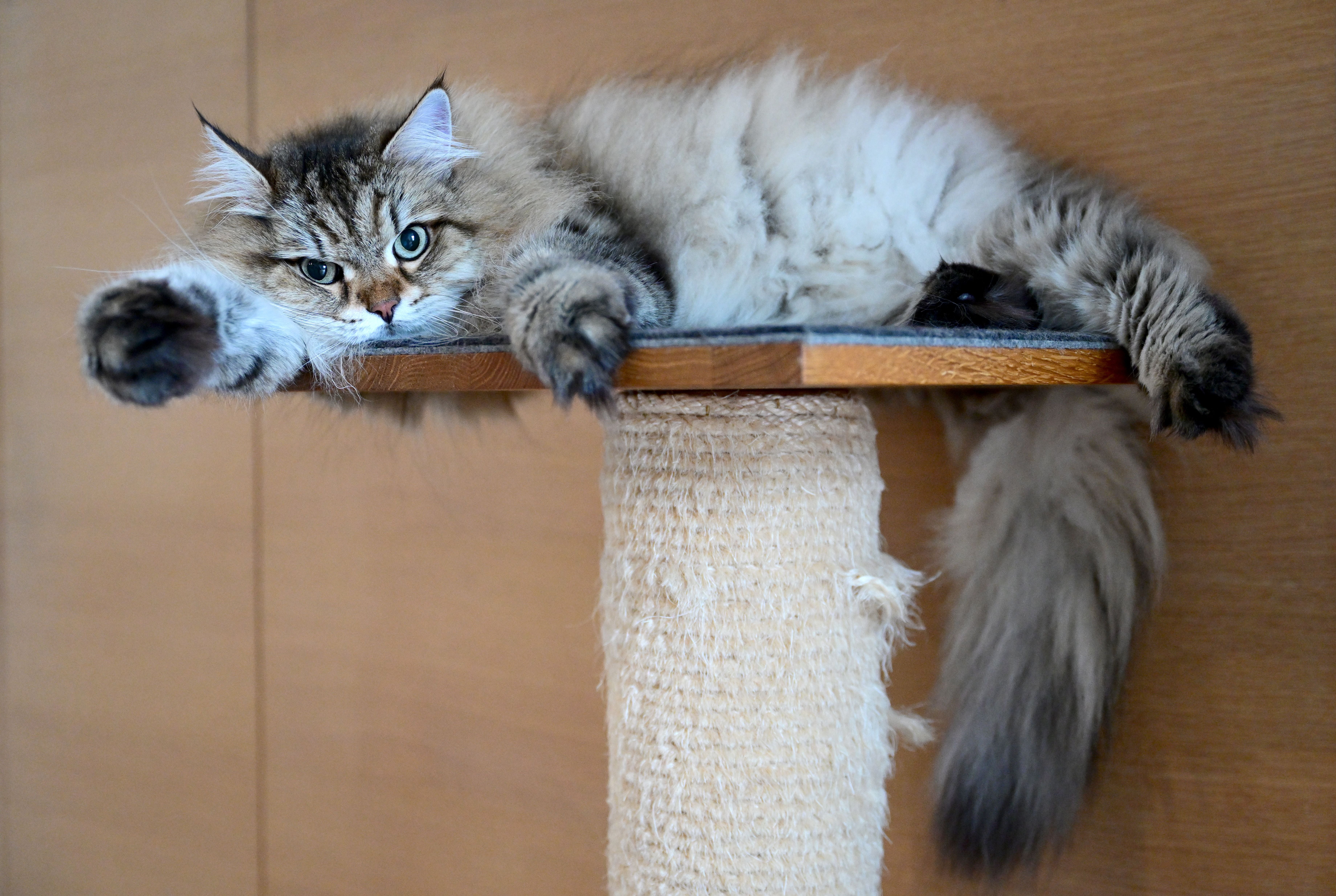 Zu viele Katzen kommen derzeit in den Tierheimen an.