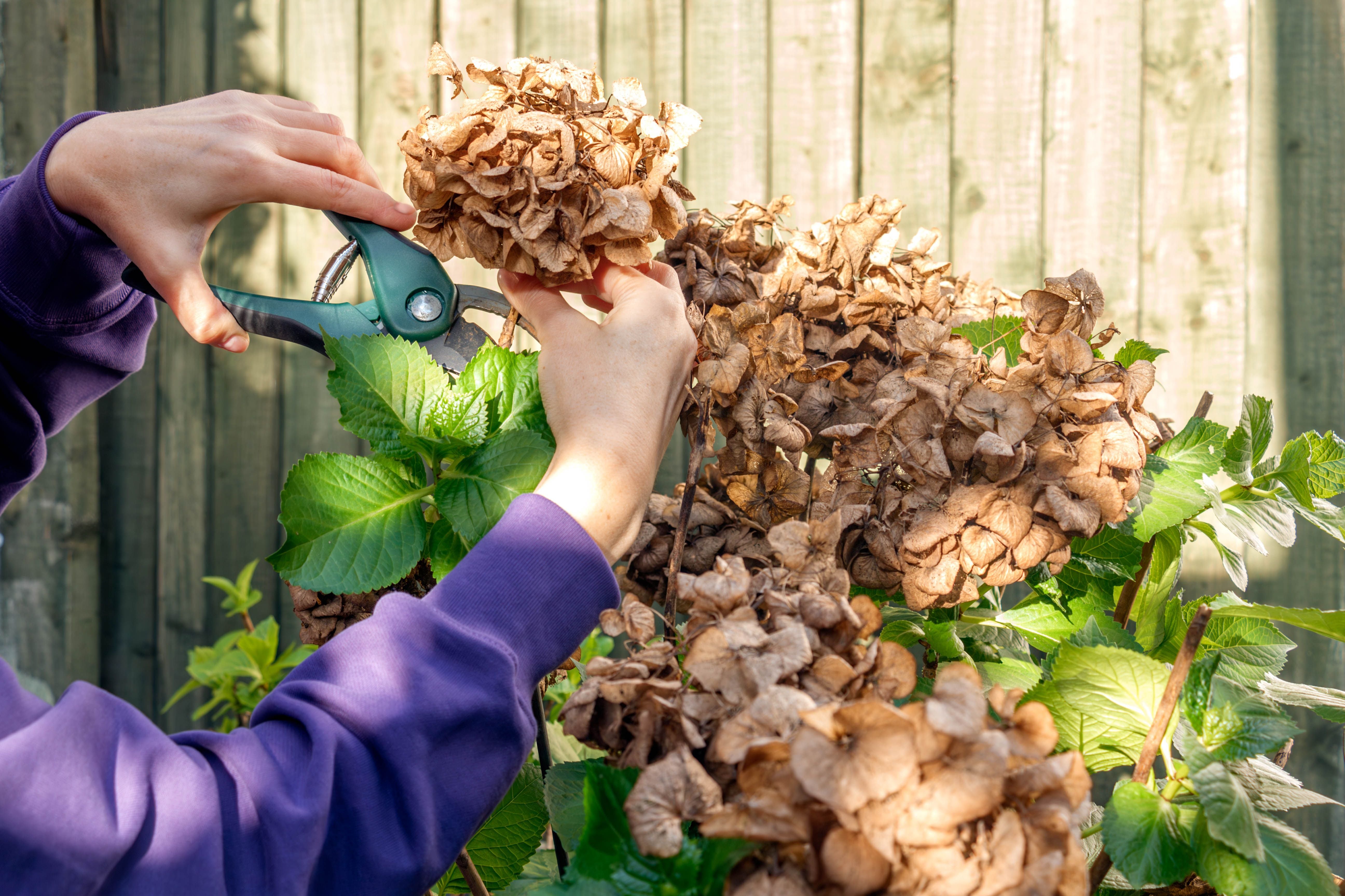 Frau schneidet verblühte Hortensienblüten mit einer Gartenschere im Sonnenschein ab.