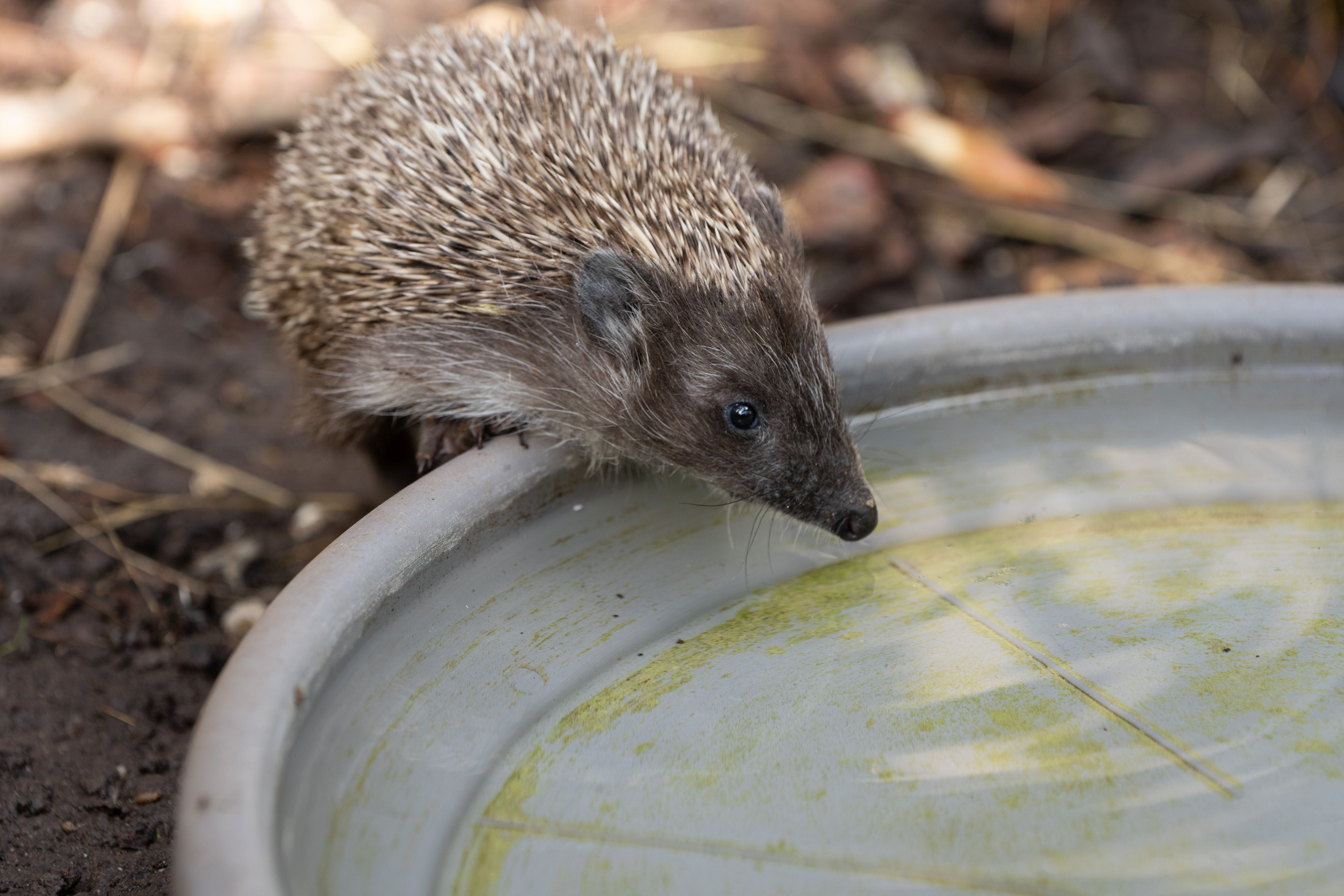 Ein Igel trinkt Wasser aus einer flachen Schale im Freien.