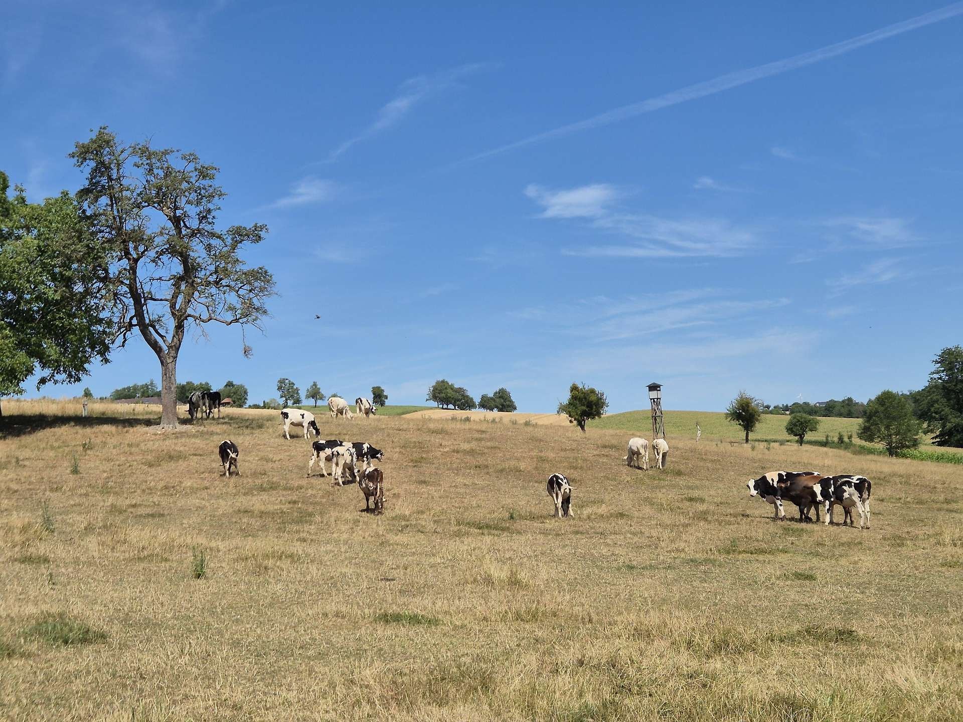 Mehrere Kühe weiden auf einer trockenen, braunen Wiese unter blauem Himmel.