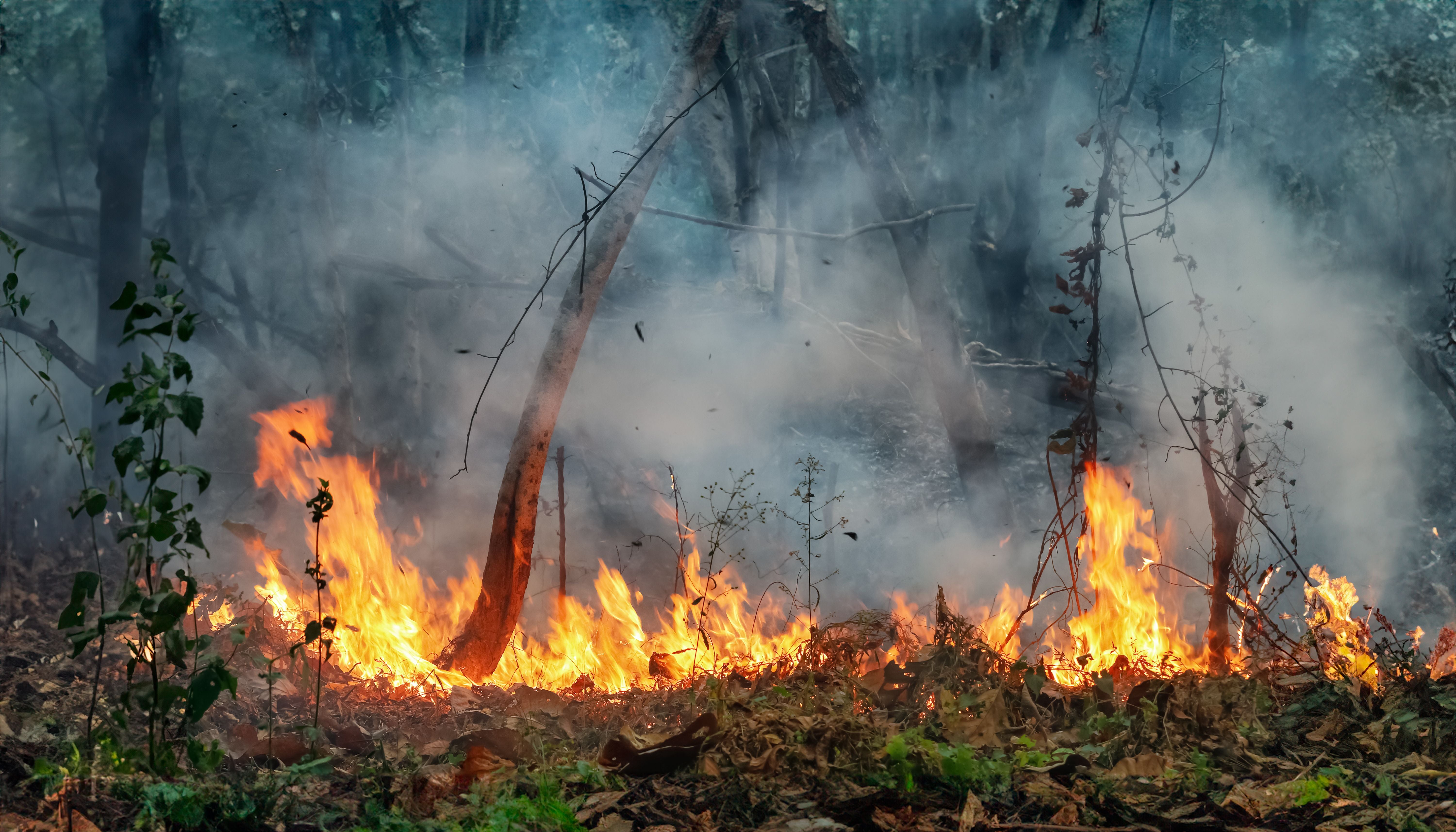 Feuer brennt am Waldboden, Rauch zieht durch den Wald, Bäume sind teilweise verbrannt.